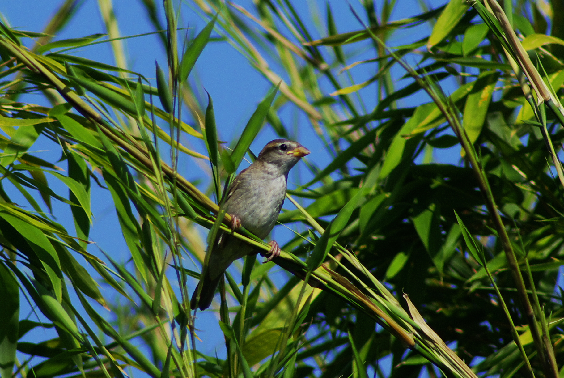 Sparrow of Italy (female)
