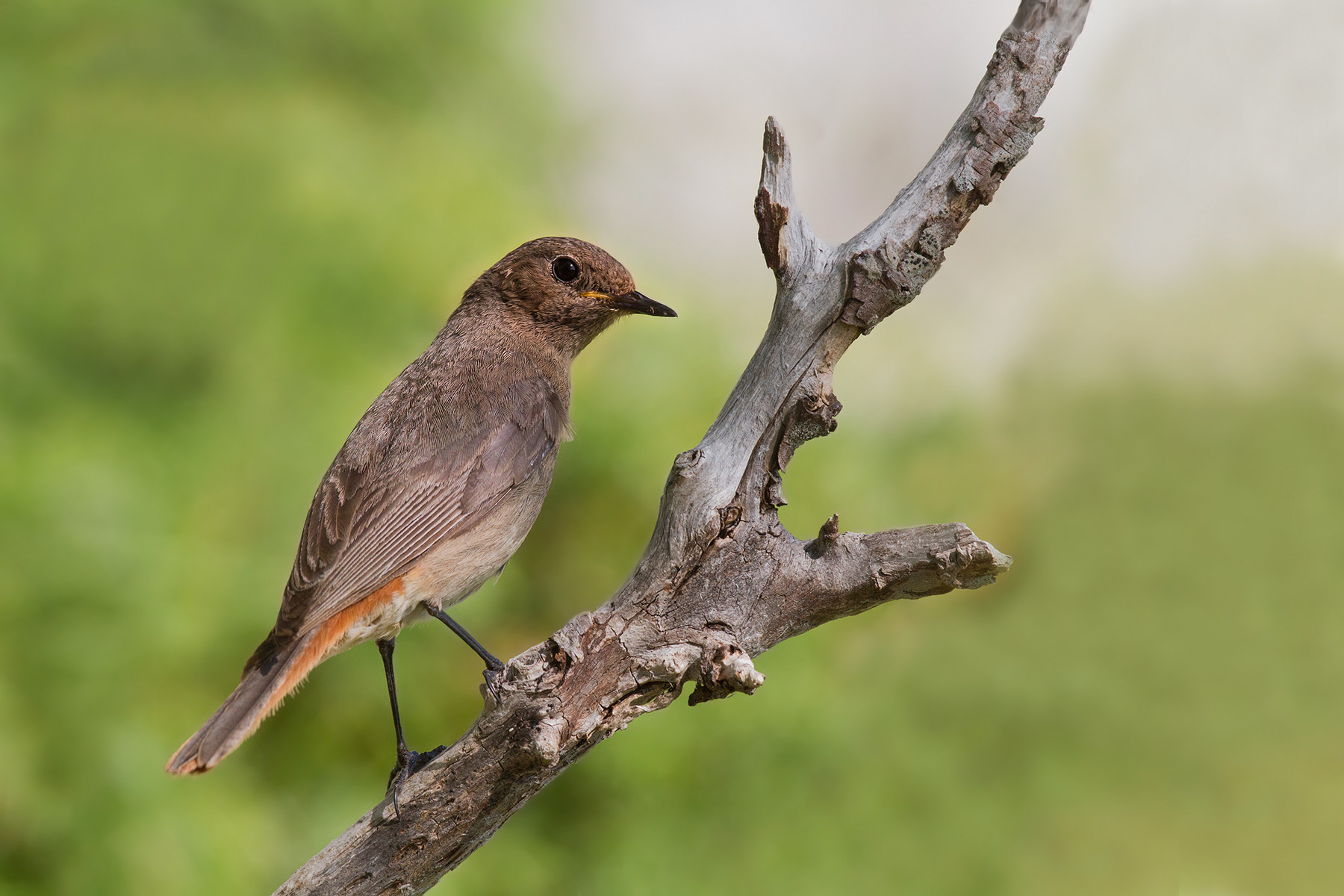 Codirosso spazzacamino femmina - Black Redstart Female