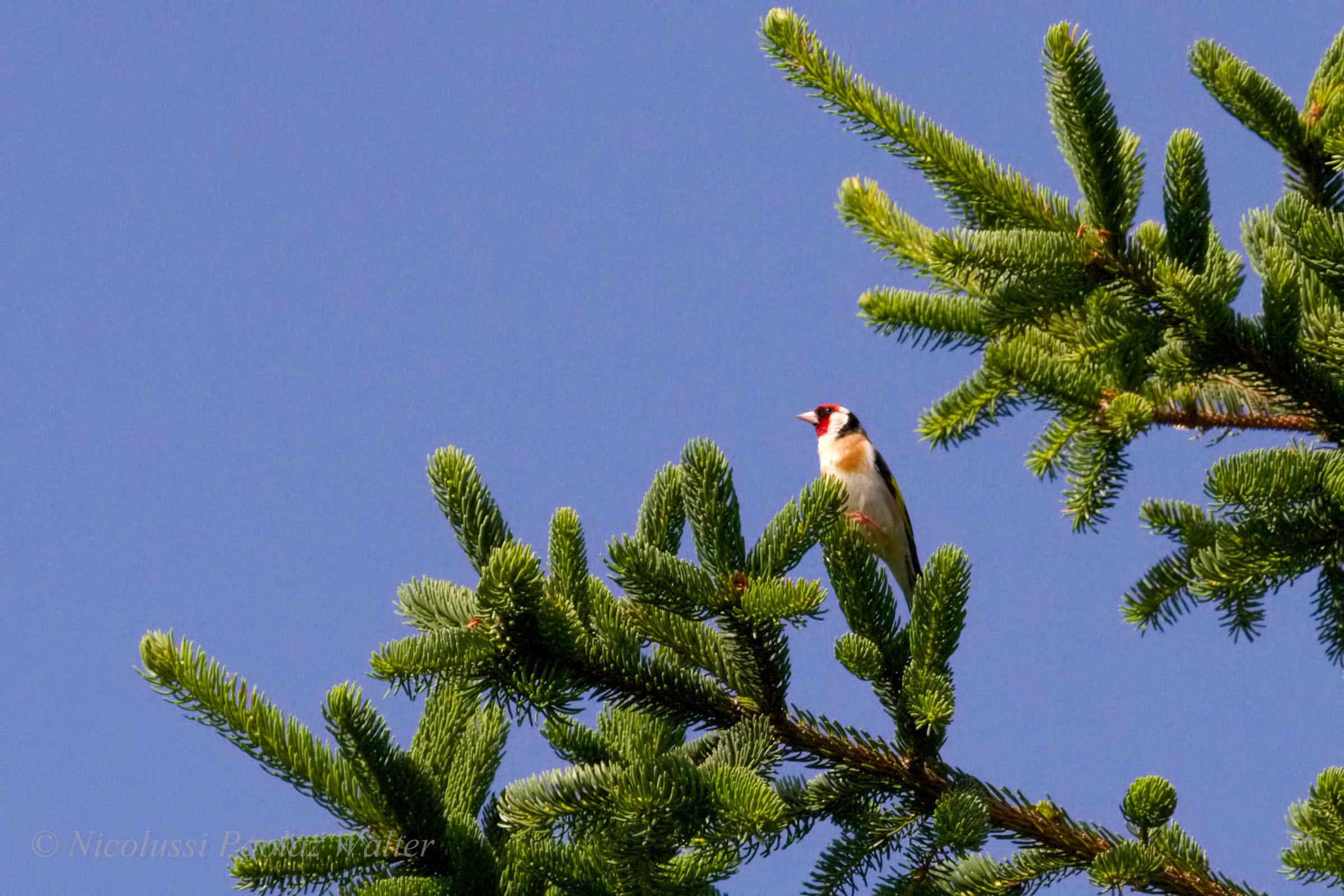 Goldfinch