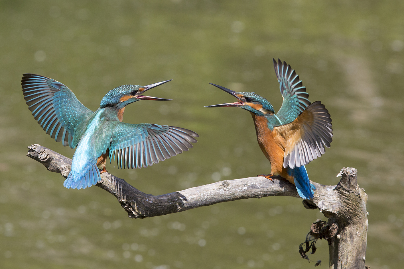 Lotta tra giovani di Martin pescatore