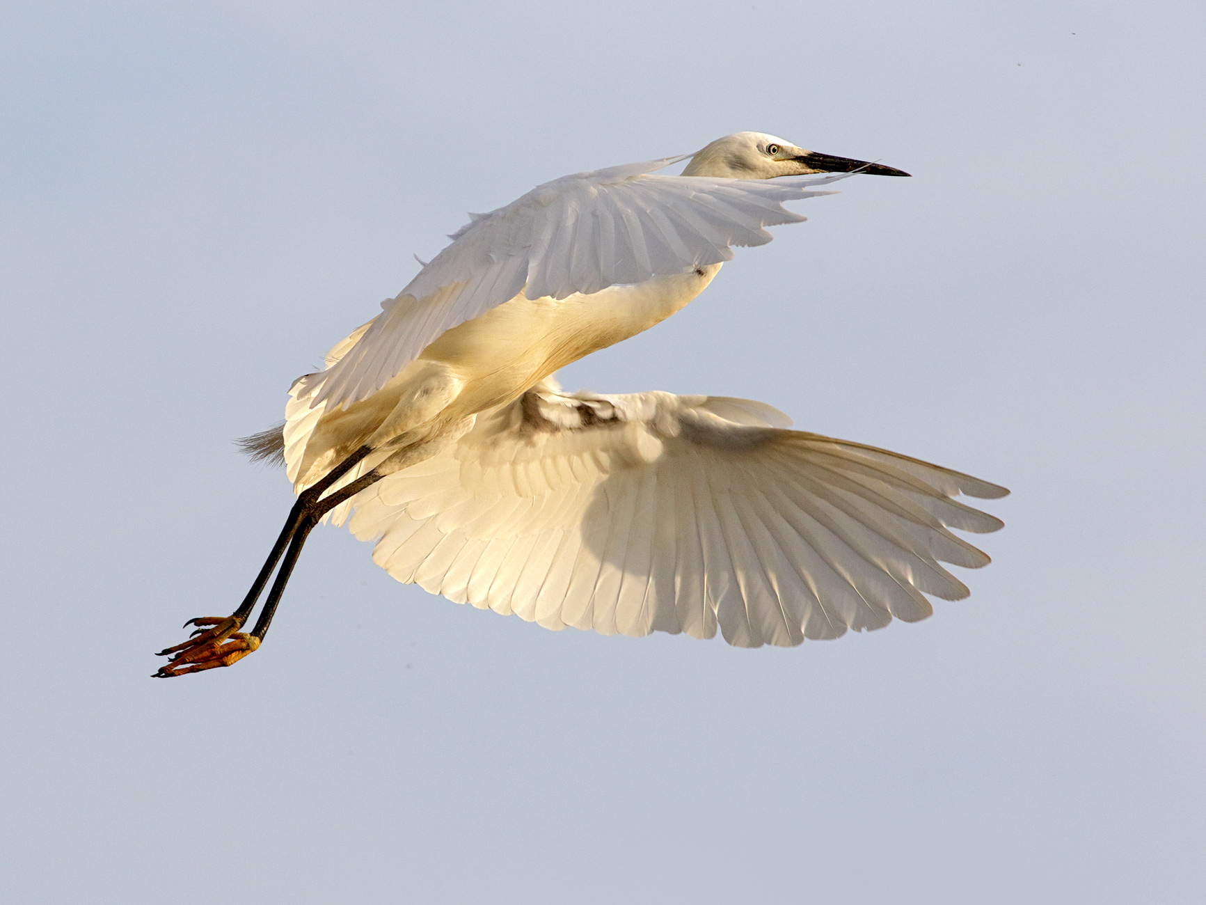 L'eleganza è leggera