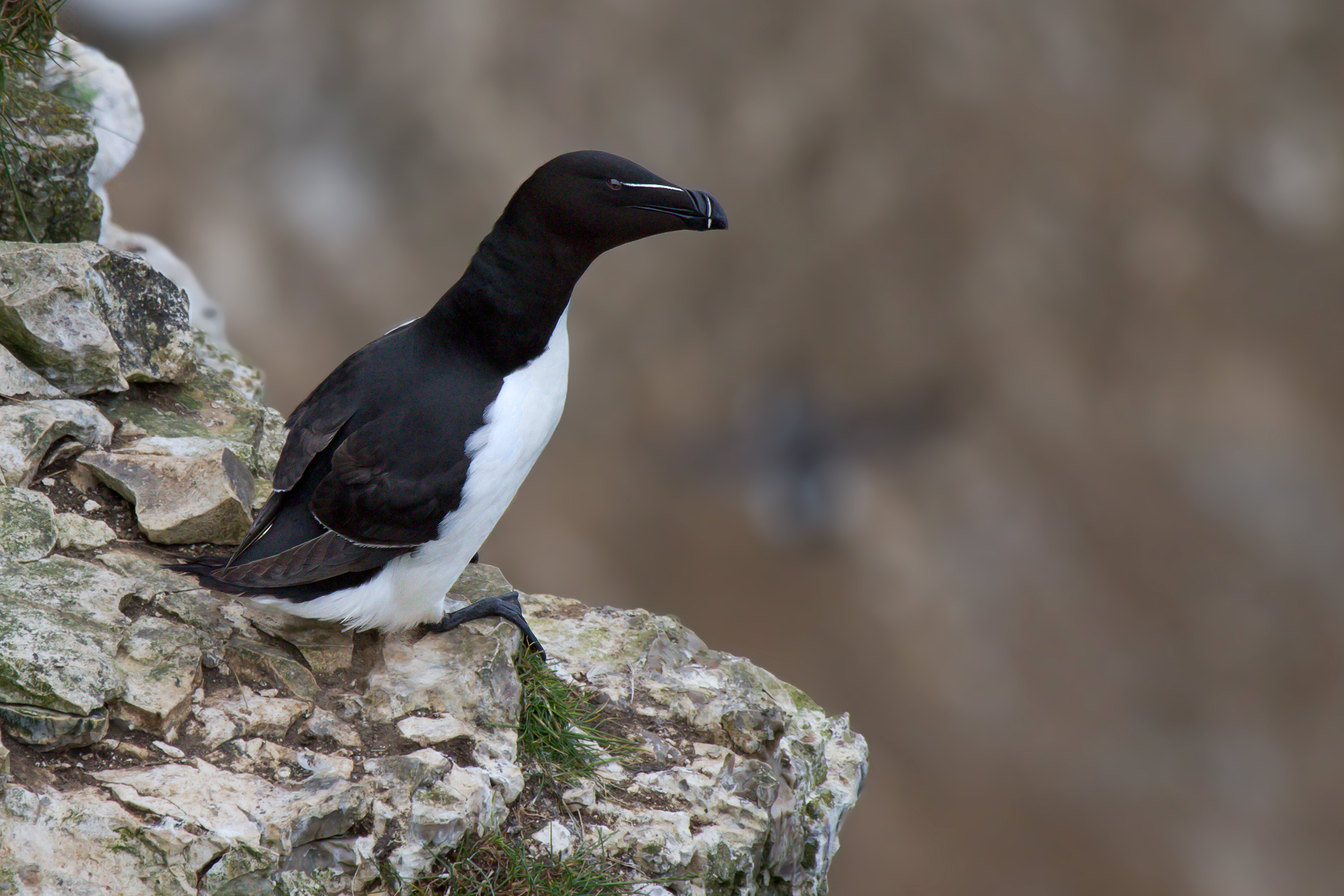 Razorbill