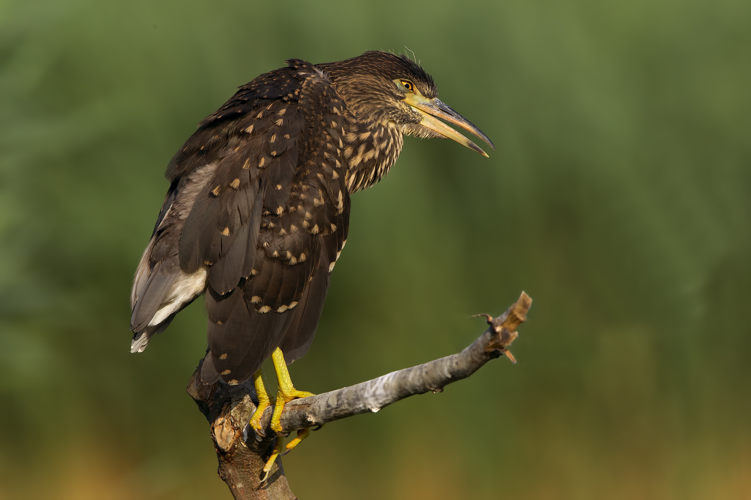young night heron