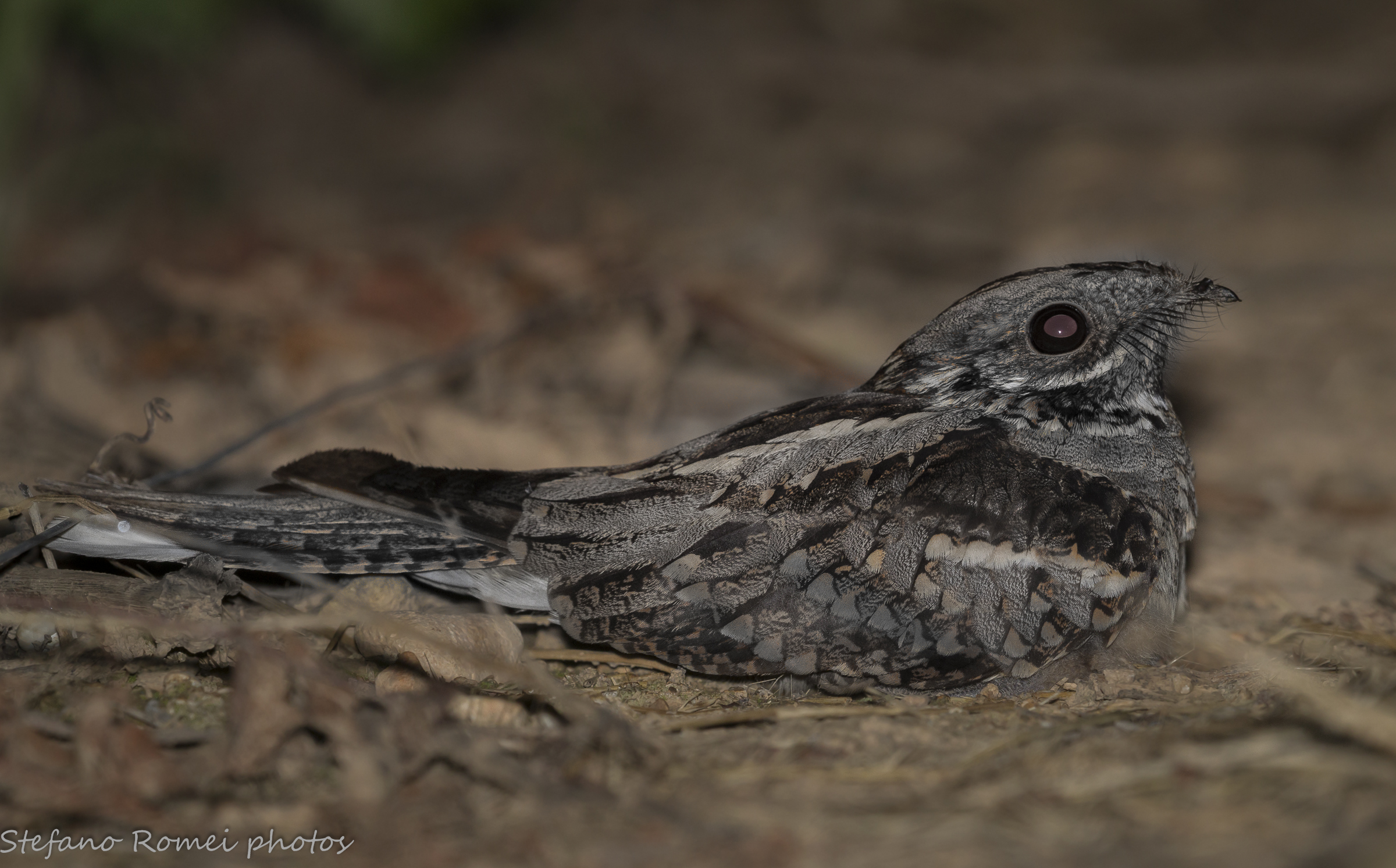 the nightjar, this unknown