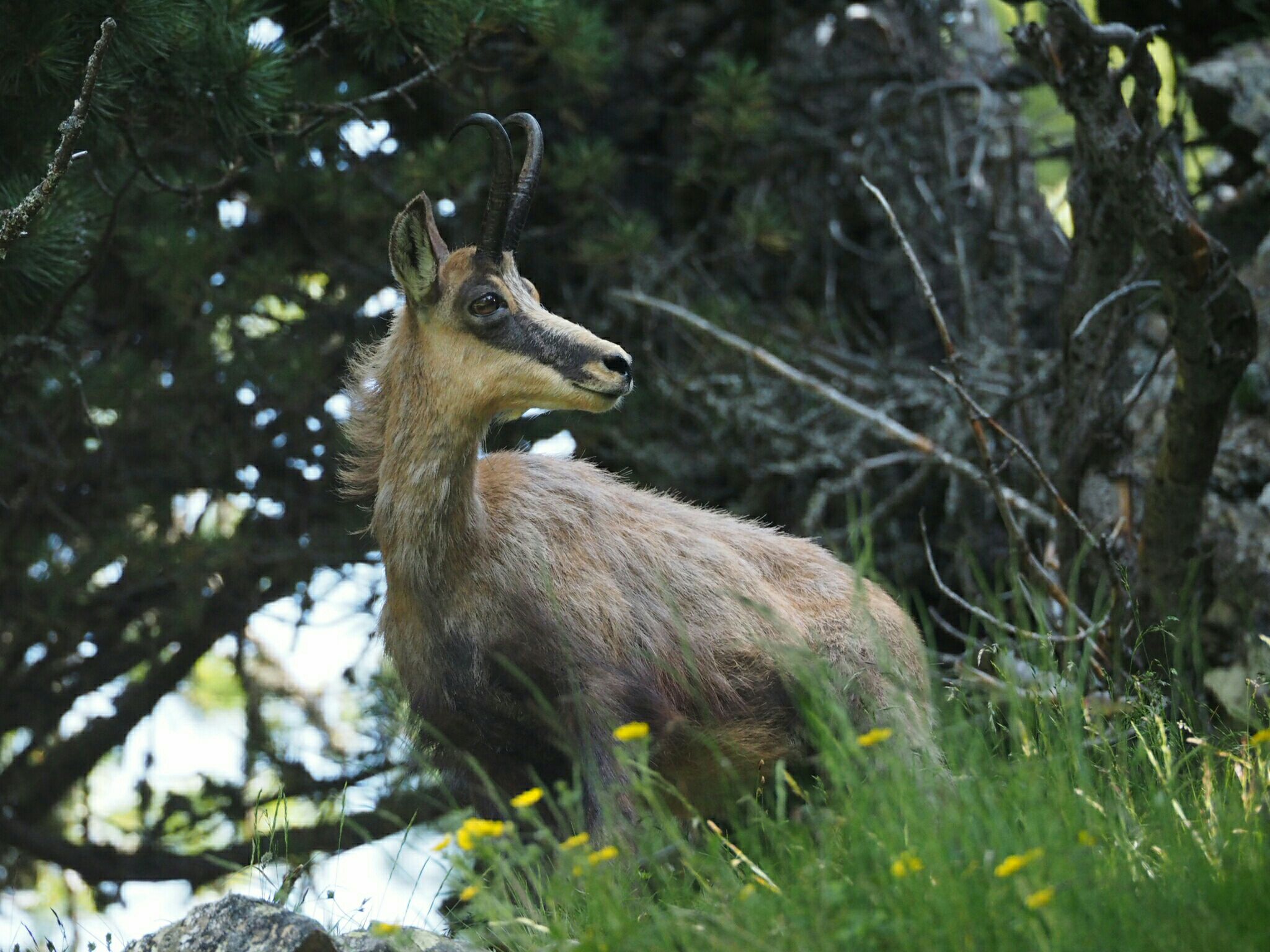 La muta del camoscio