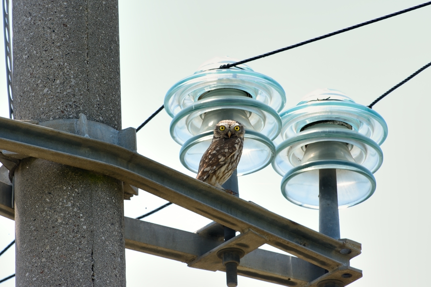 Owl on high voltage.