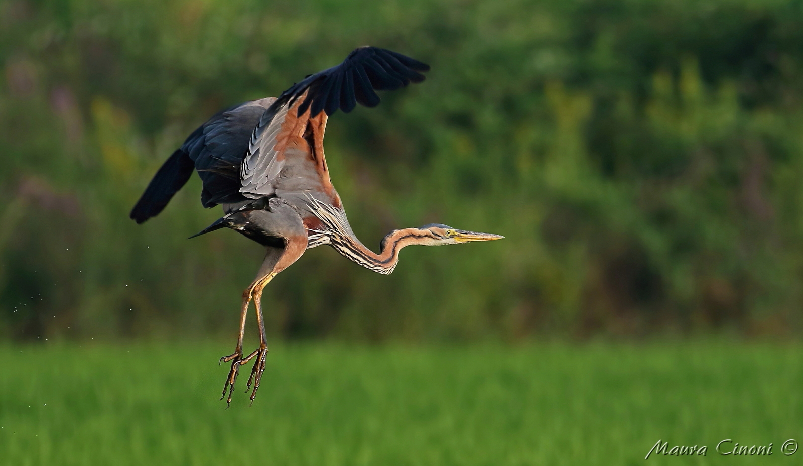 Purple Heron