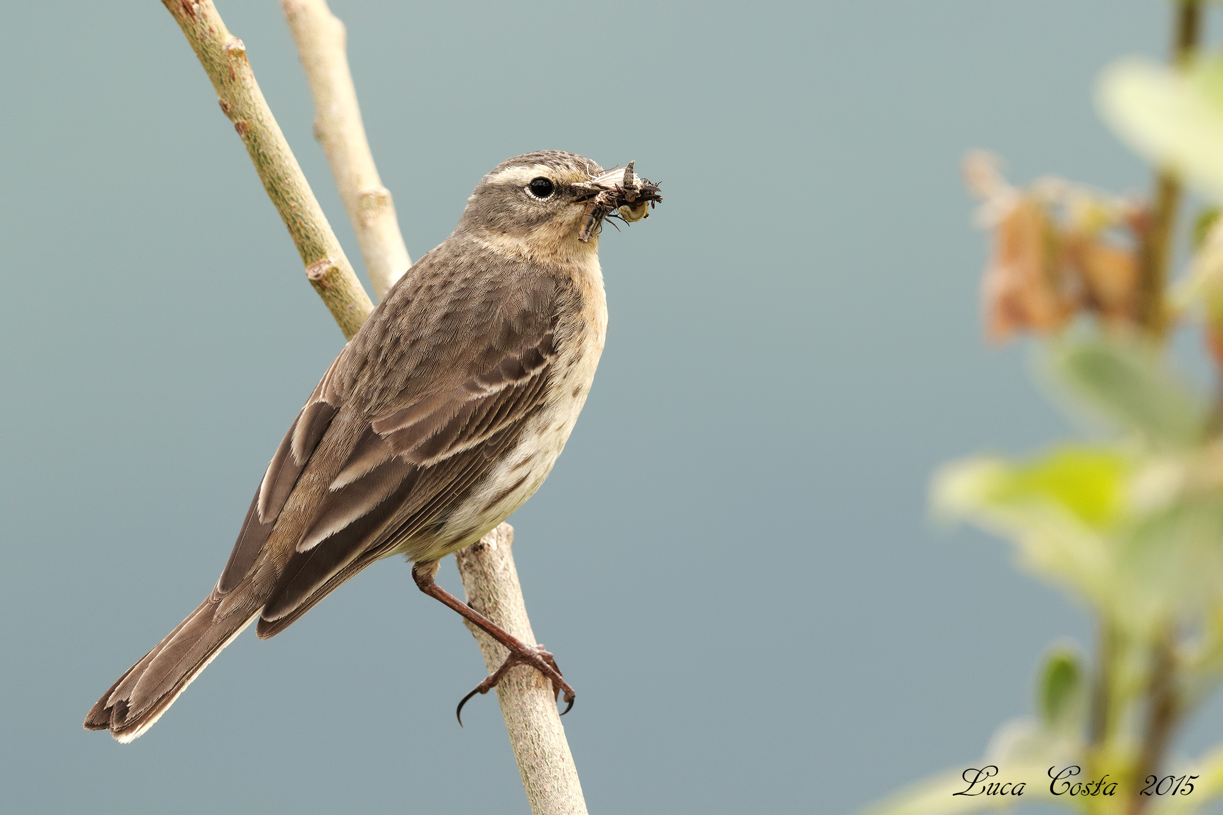 Pipit with cue