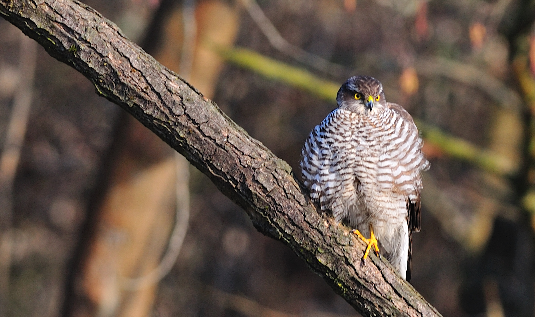 Sparrowhawk at Cervara