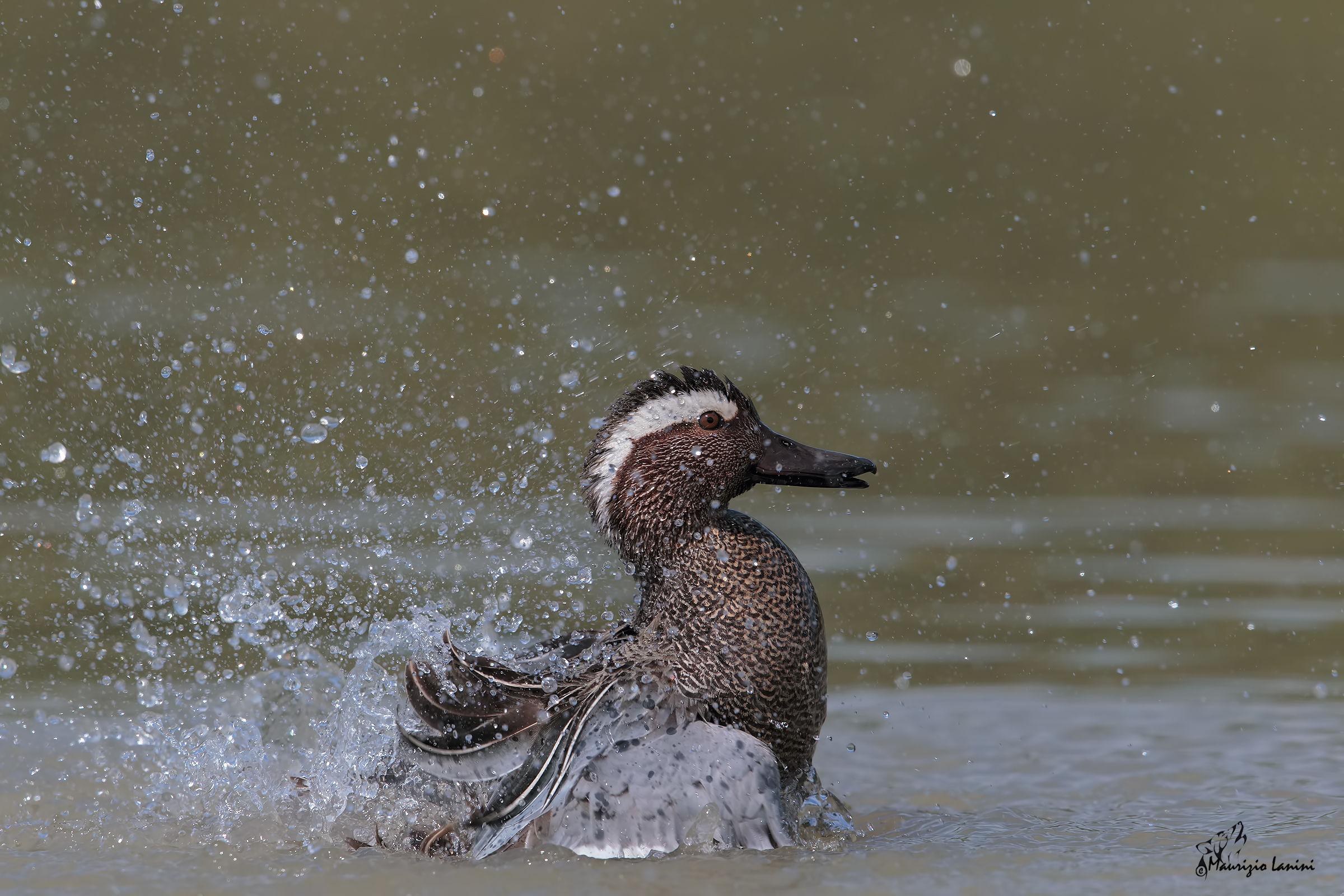 Pulizia del piumaggio ( solo HD)