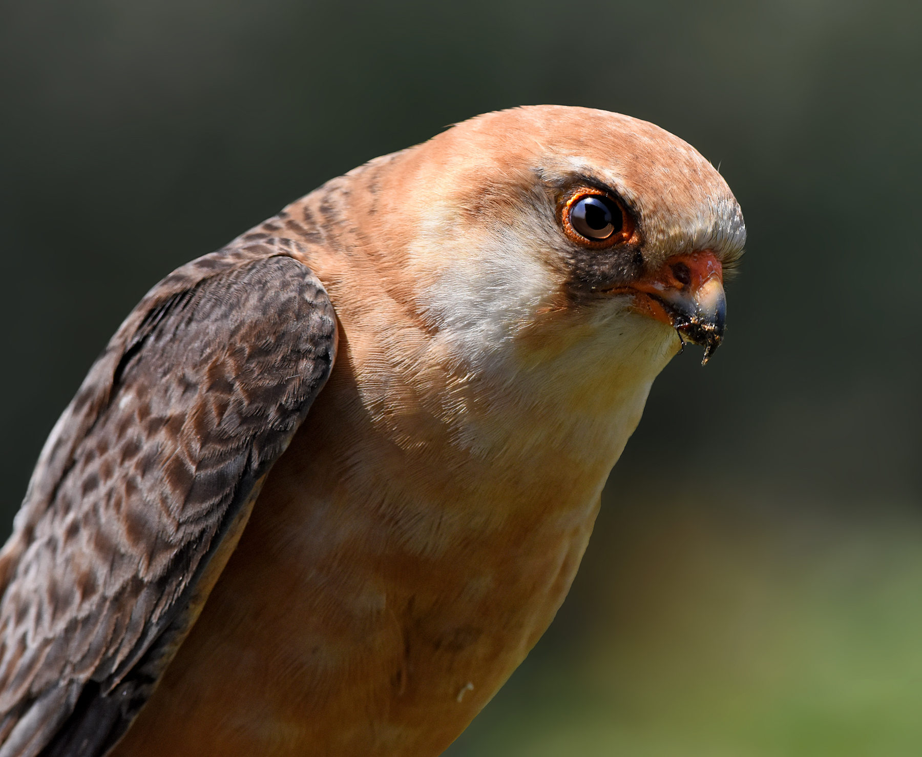 footed falcon female