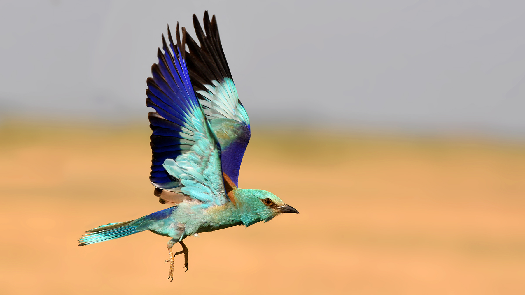 European roller