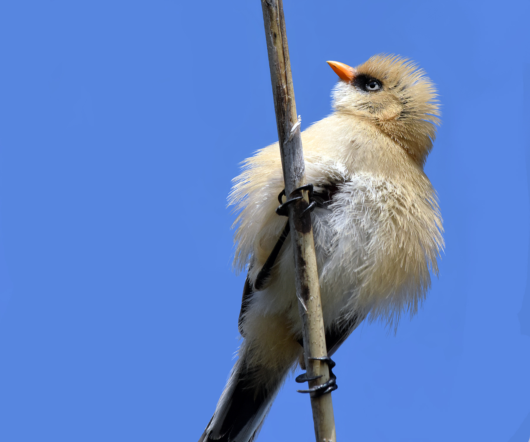 Bearded Tit