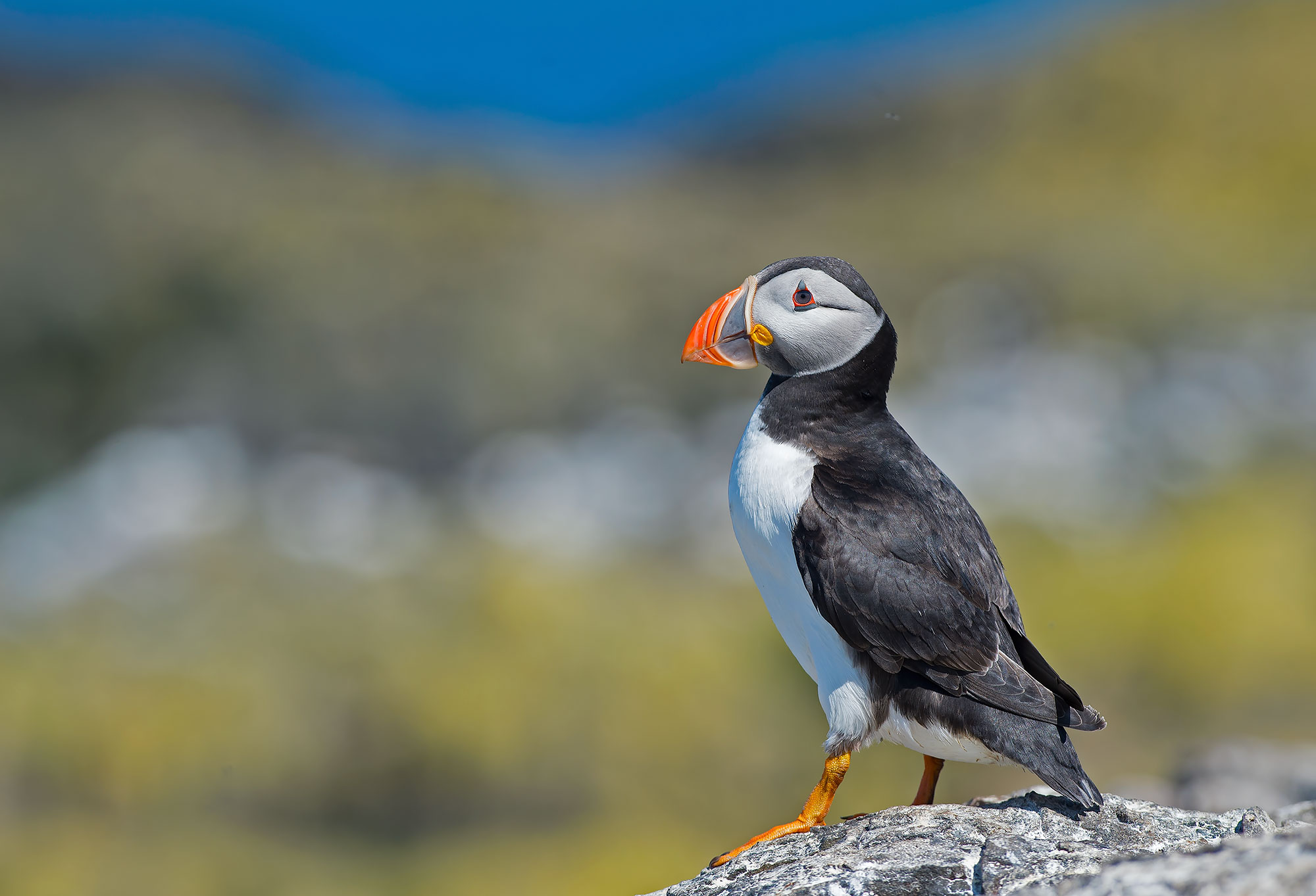 Puffin: Fratercula arctica