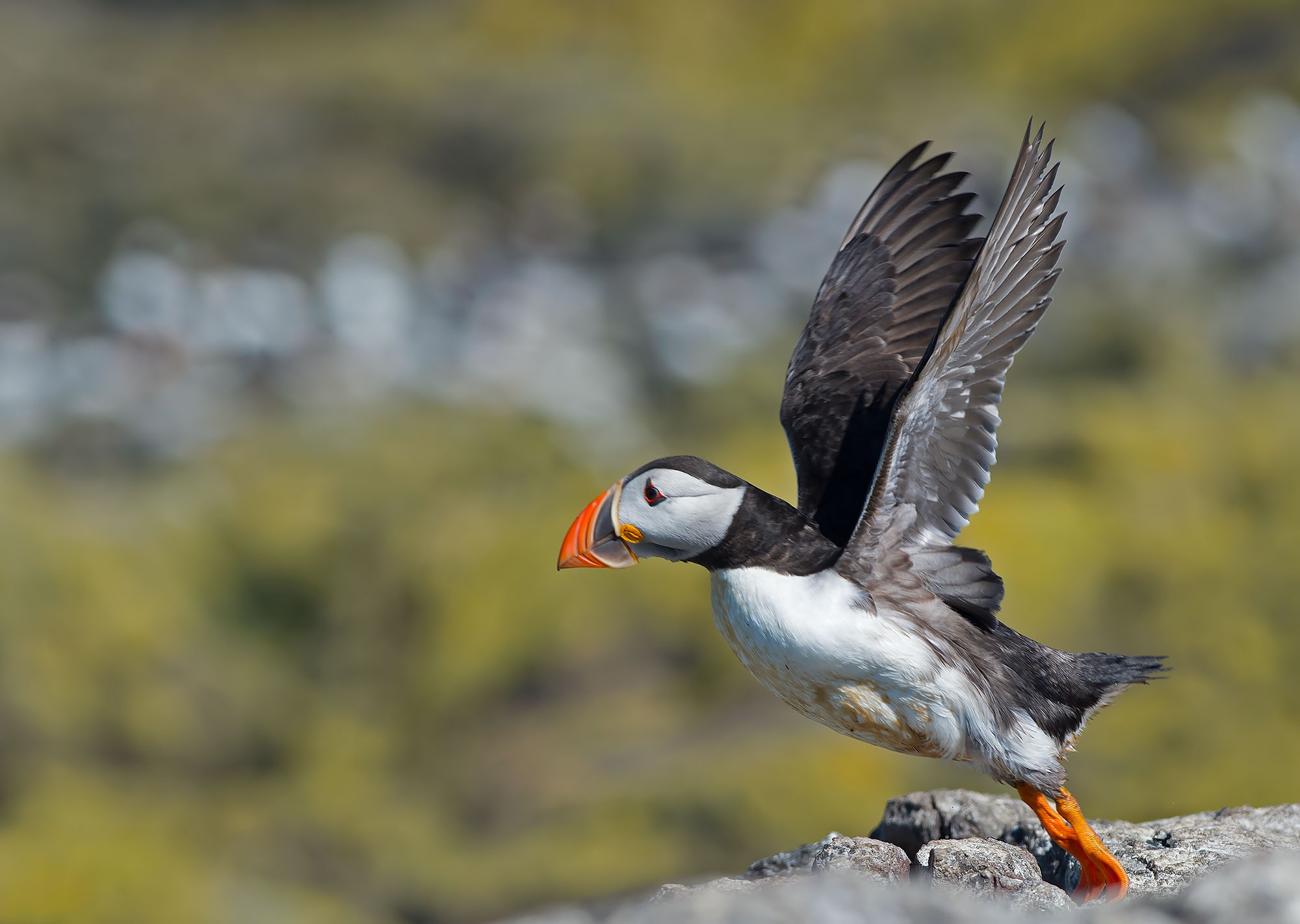 Puffin: Fratercula arctica