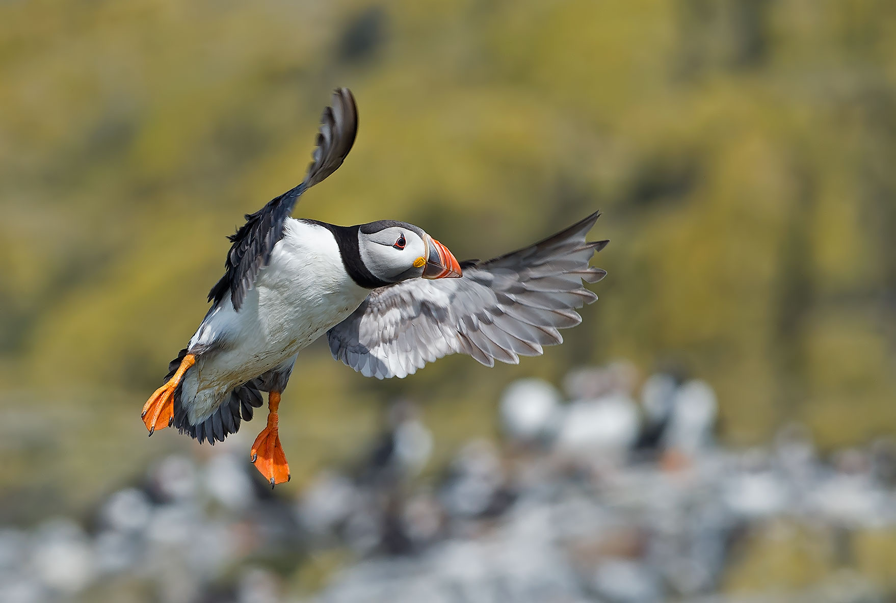 Puffin: Fratercula arctica