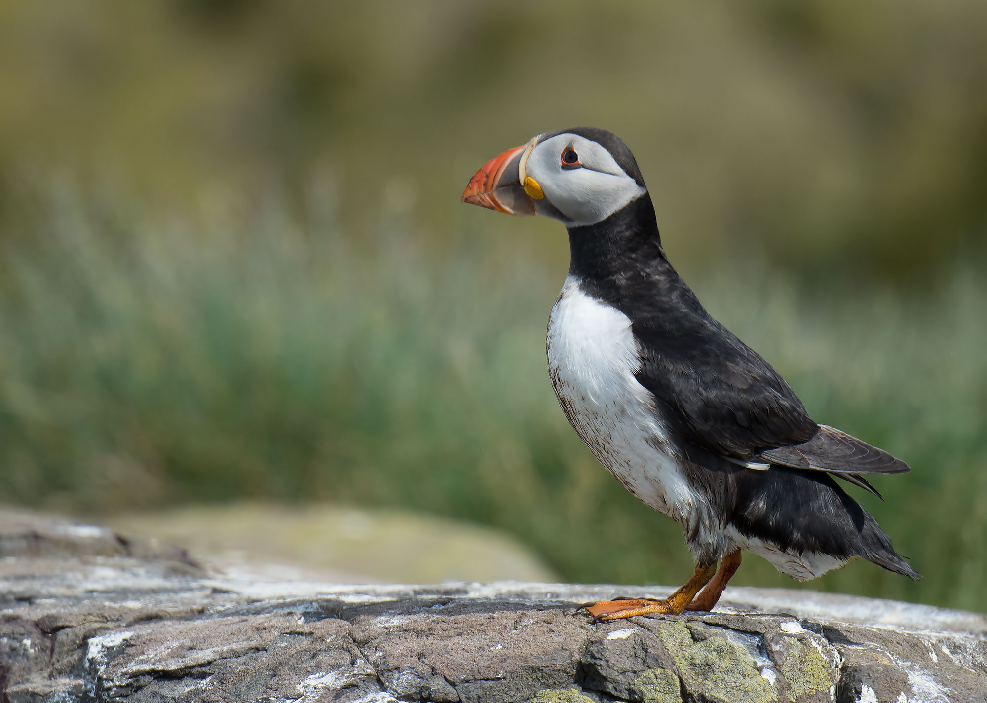 Puffin: Fratercula arctica