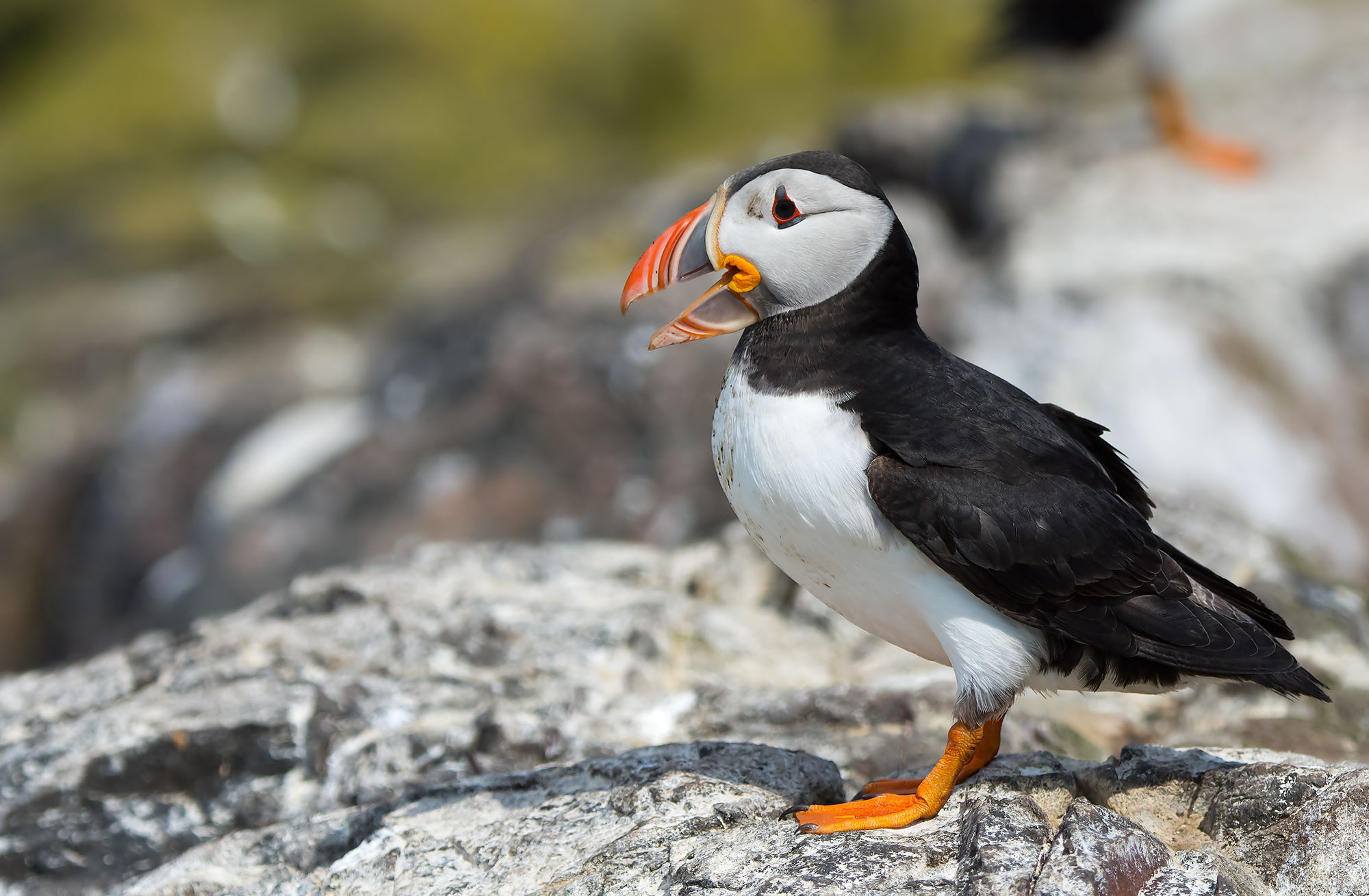 Puffin: Fratercula arctica