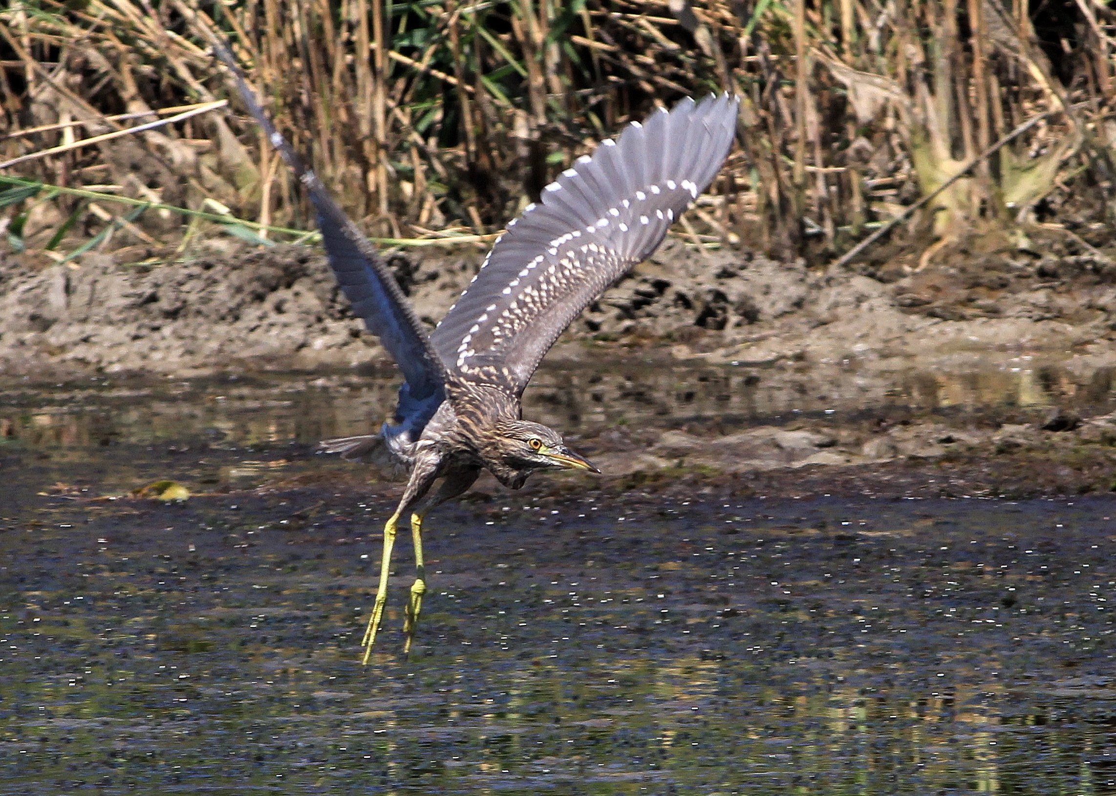 Night Heron