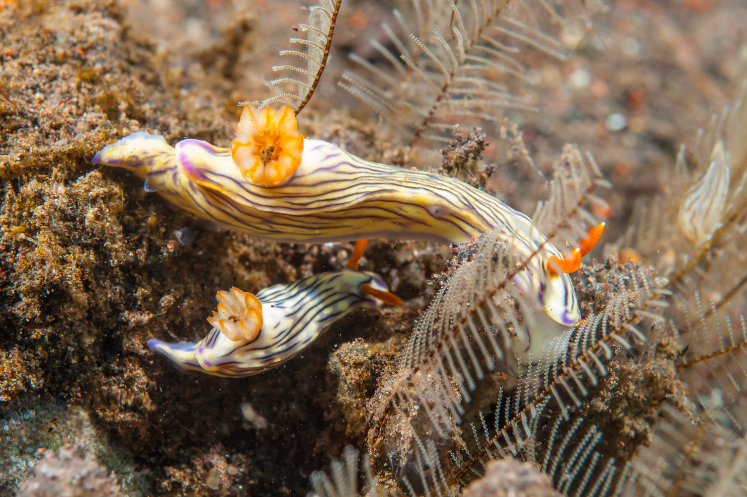 hypselodoris zephyra