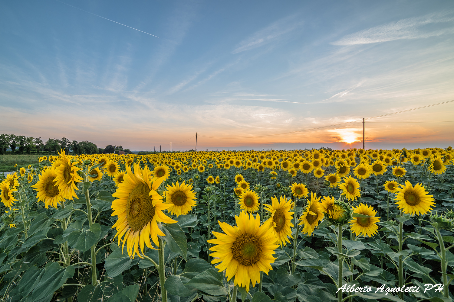 Un tramonto di girasoli...
