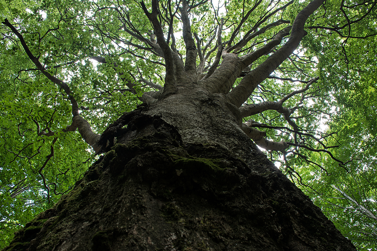 The king of the forest