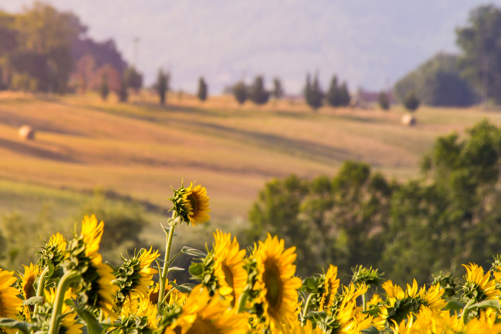 Mugello e Girasoli
