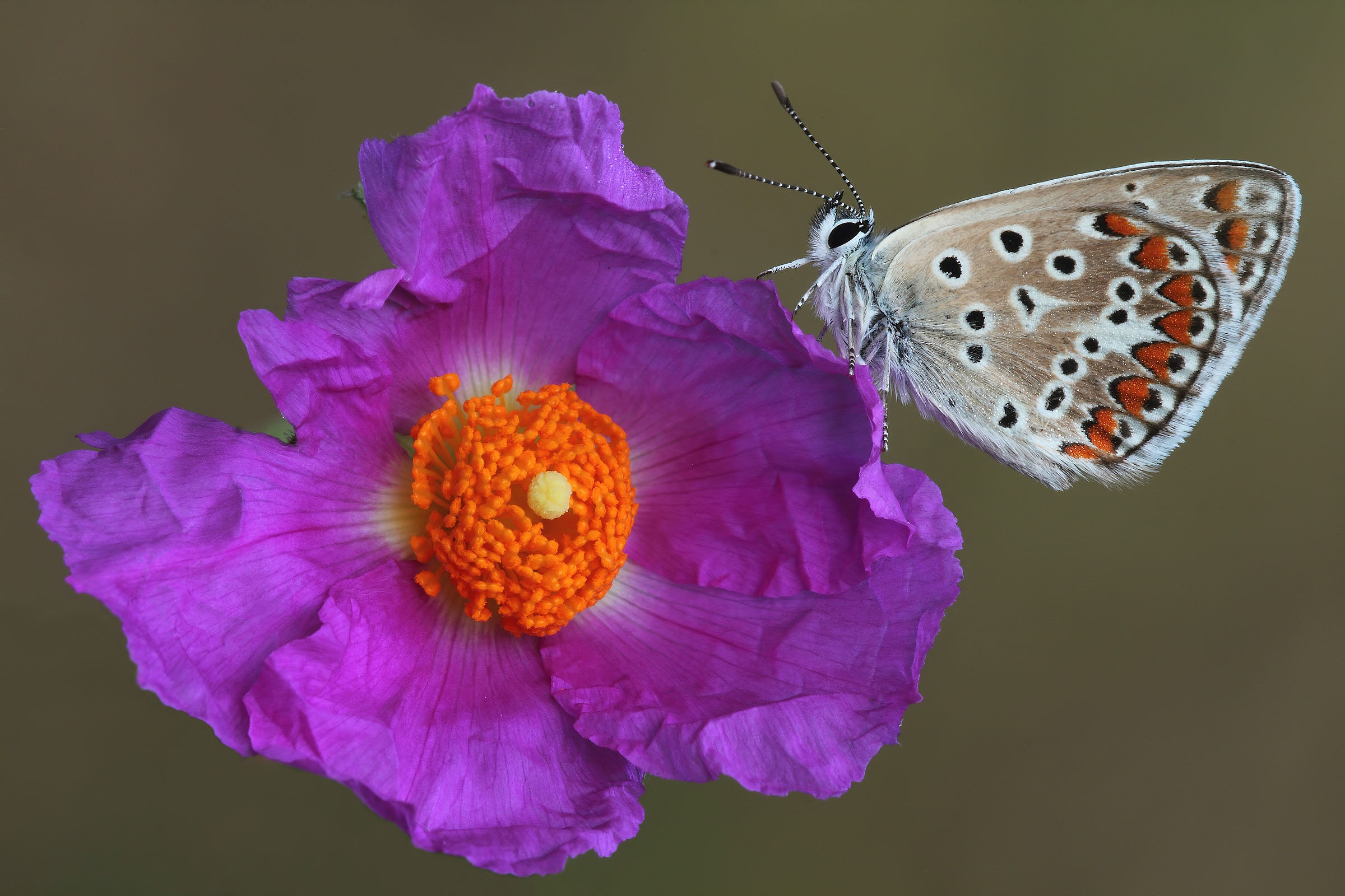 Lei....ammira i colori !!!