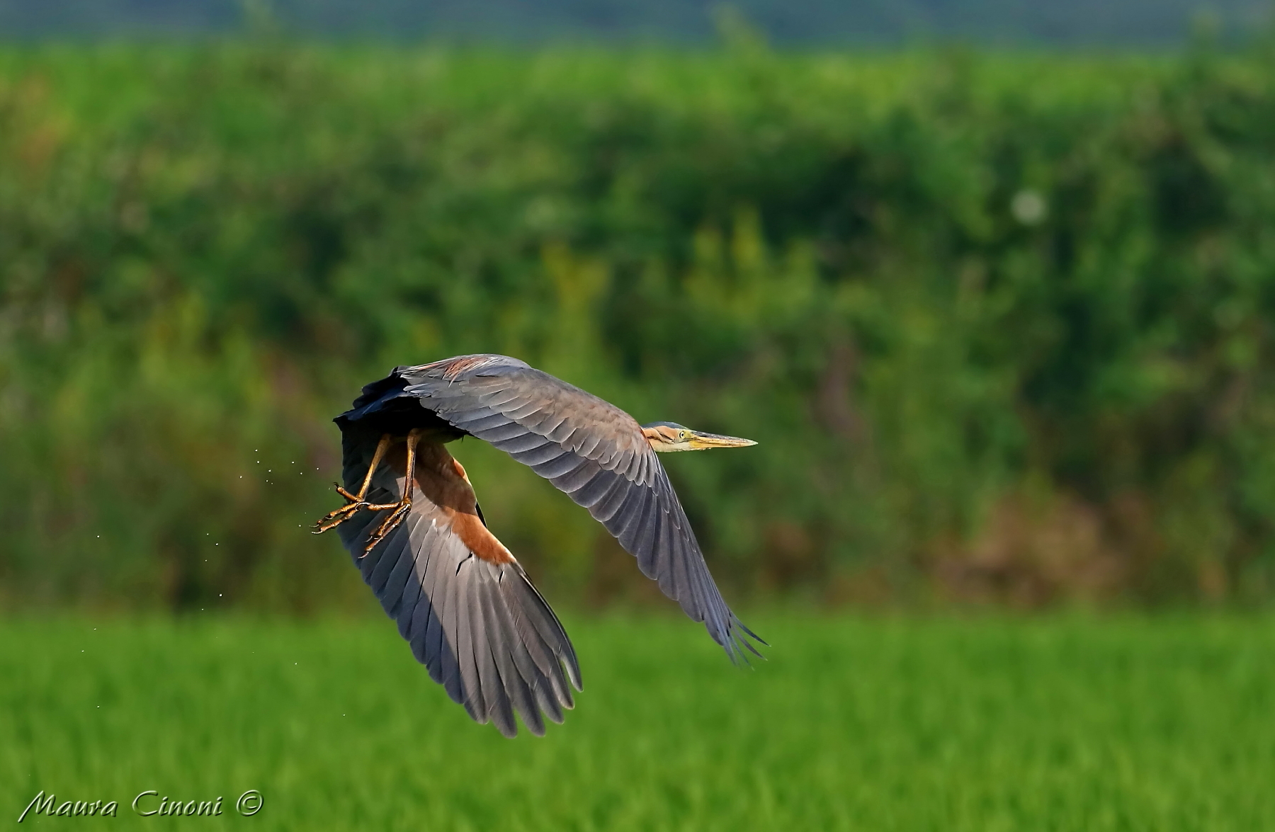 Purple Heron