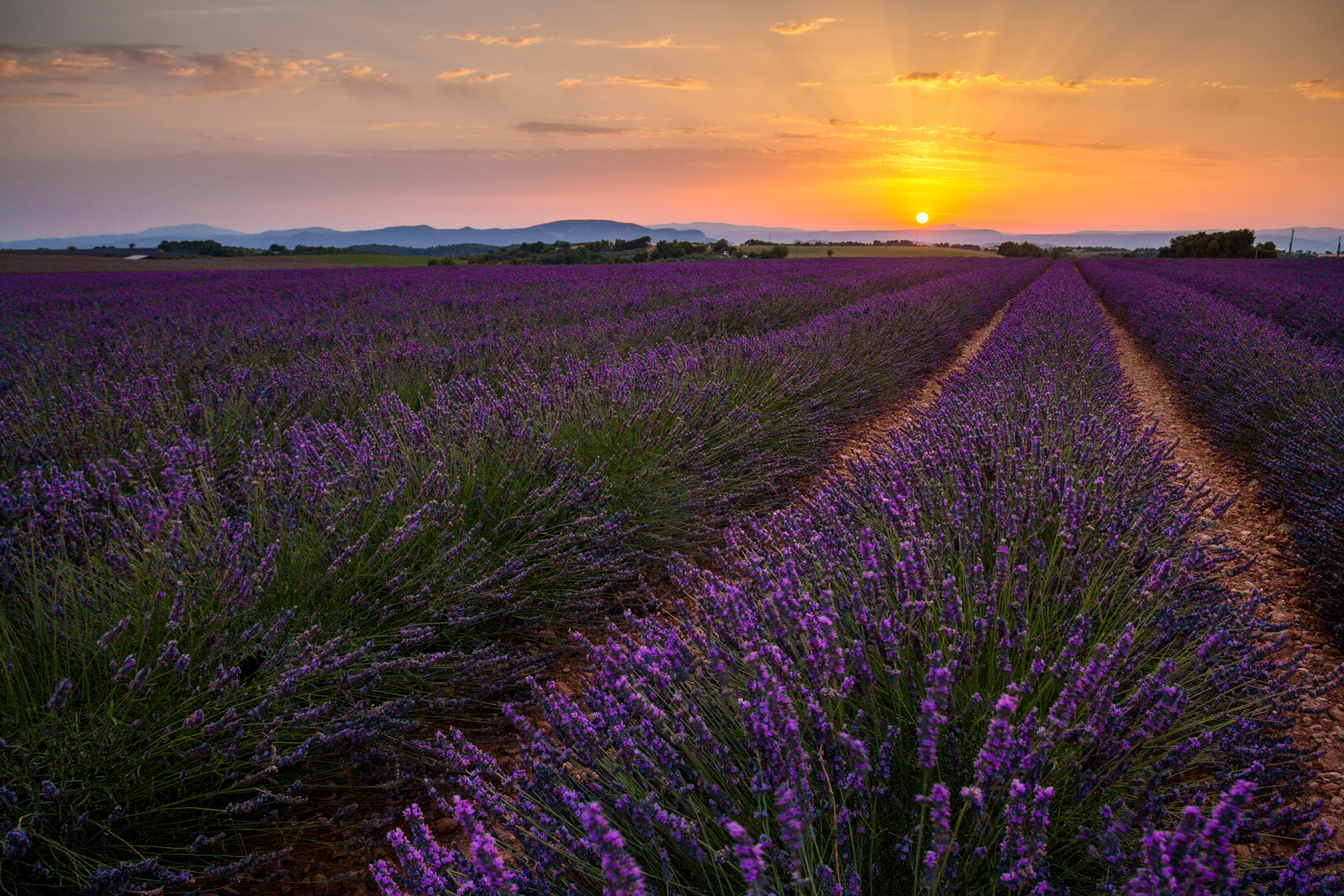 Sunset on Lavender