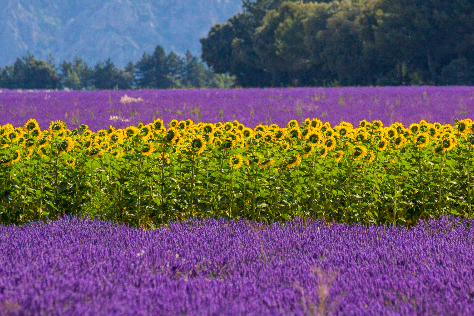Sunflowers and lavender