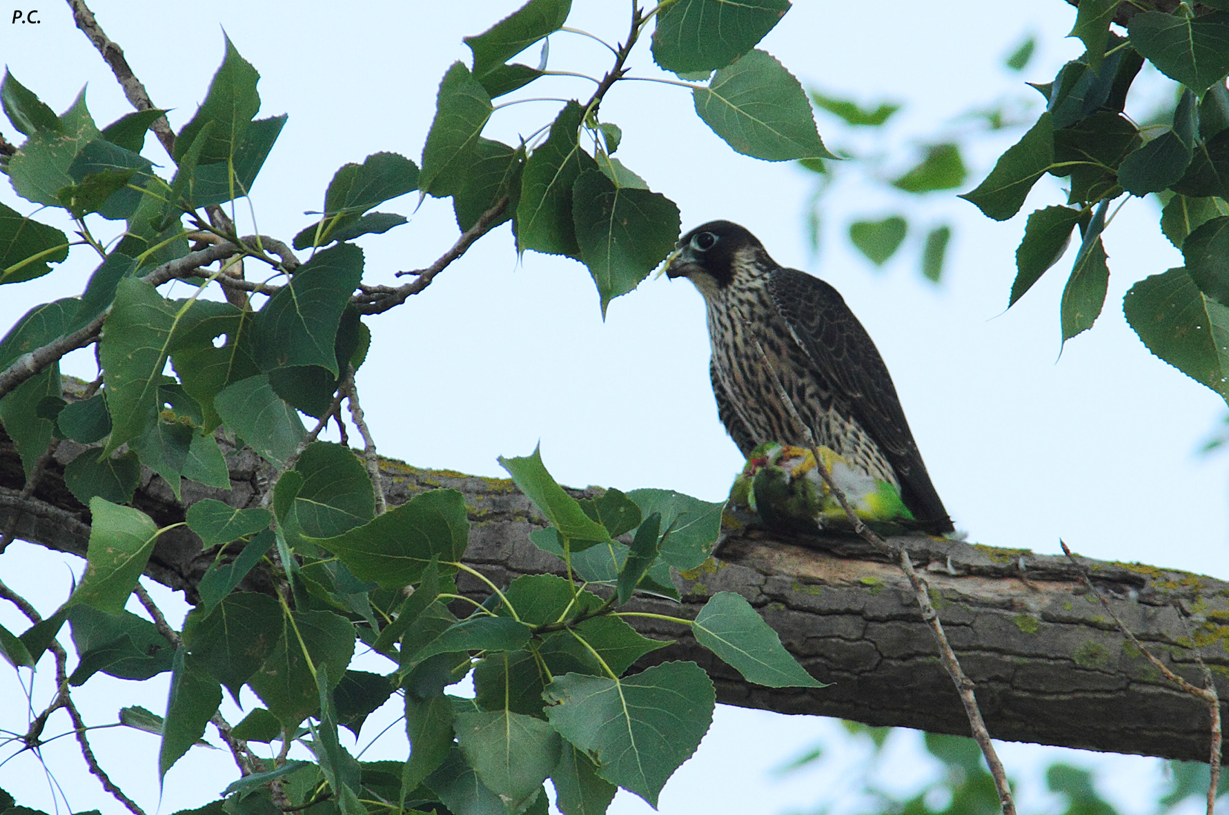 Pellegrino con parrocchetto.....beghe clericali!!!