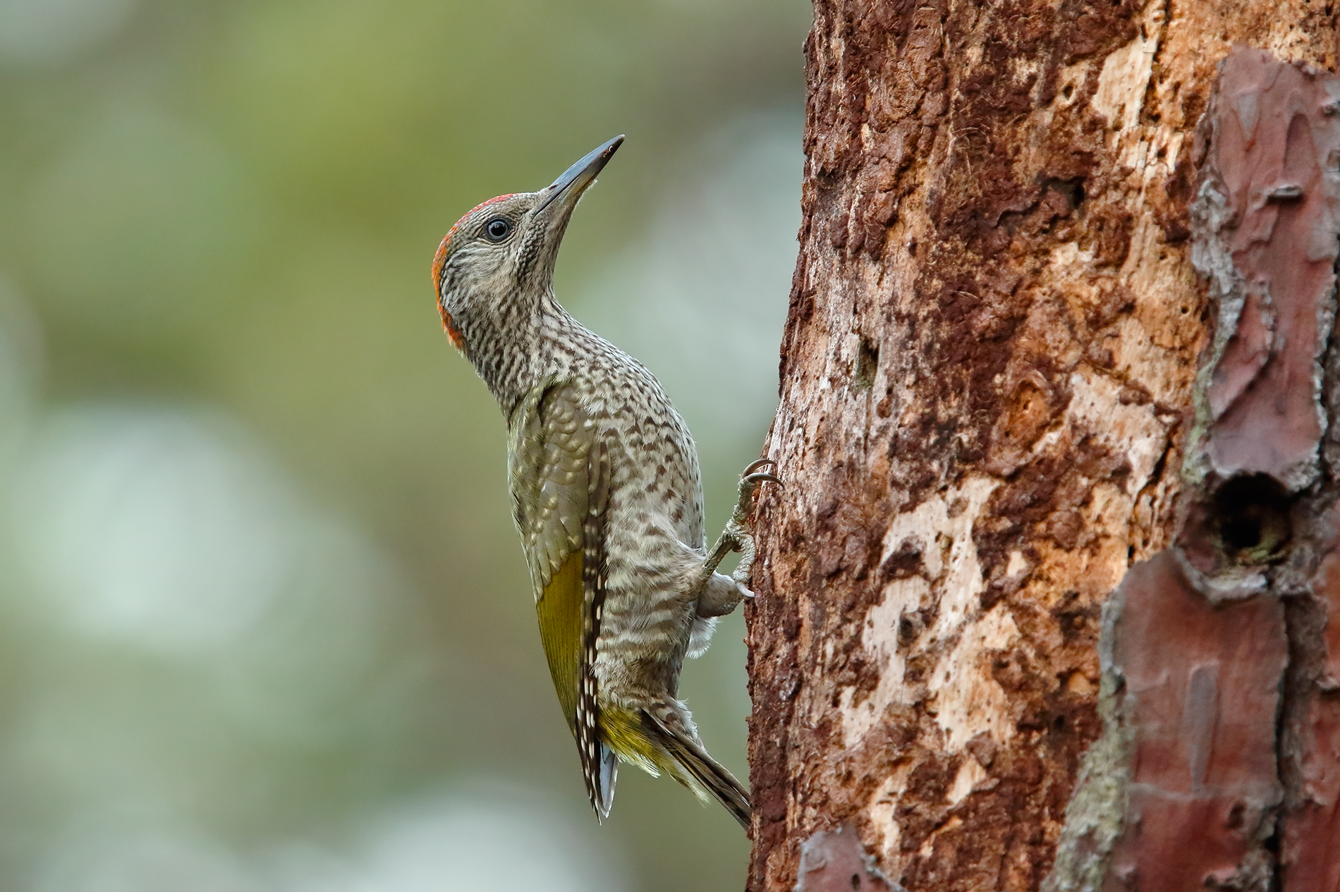 Giovane Picchio Verde di sera con 7d2