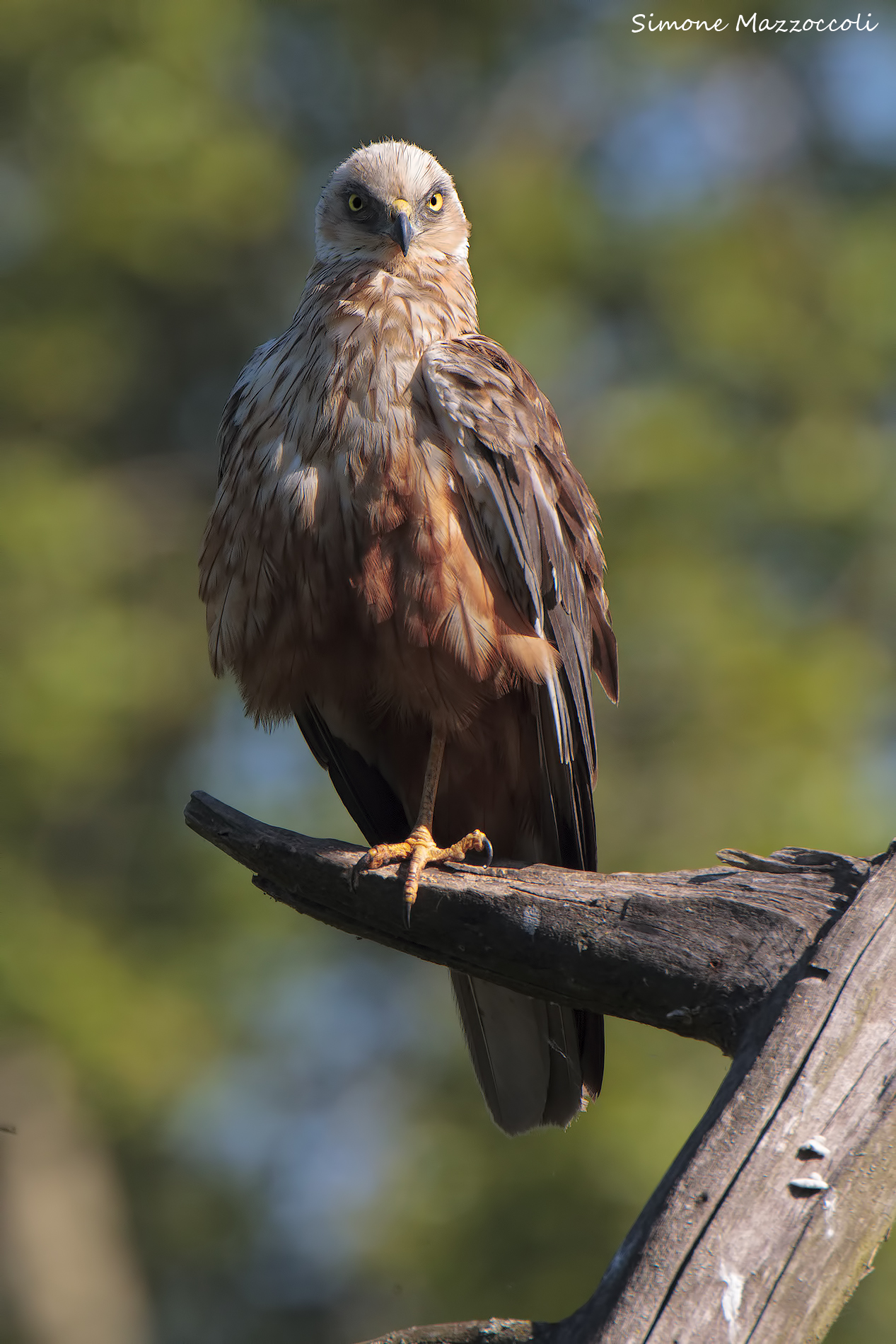 Marsh Harrier