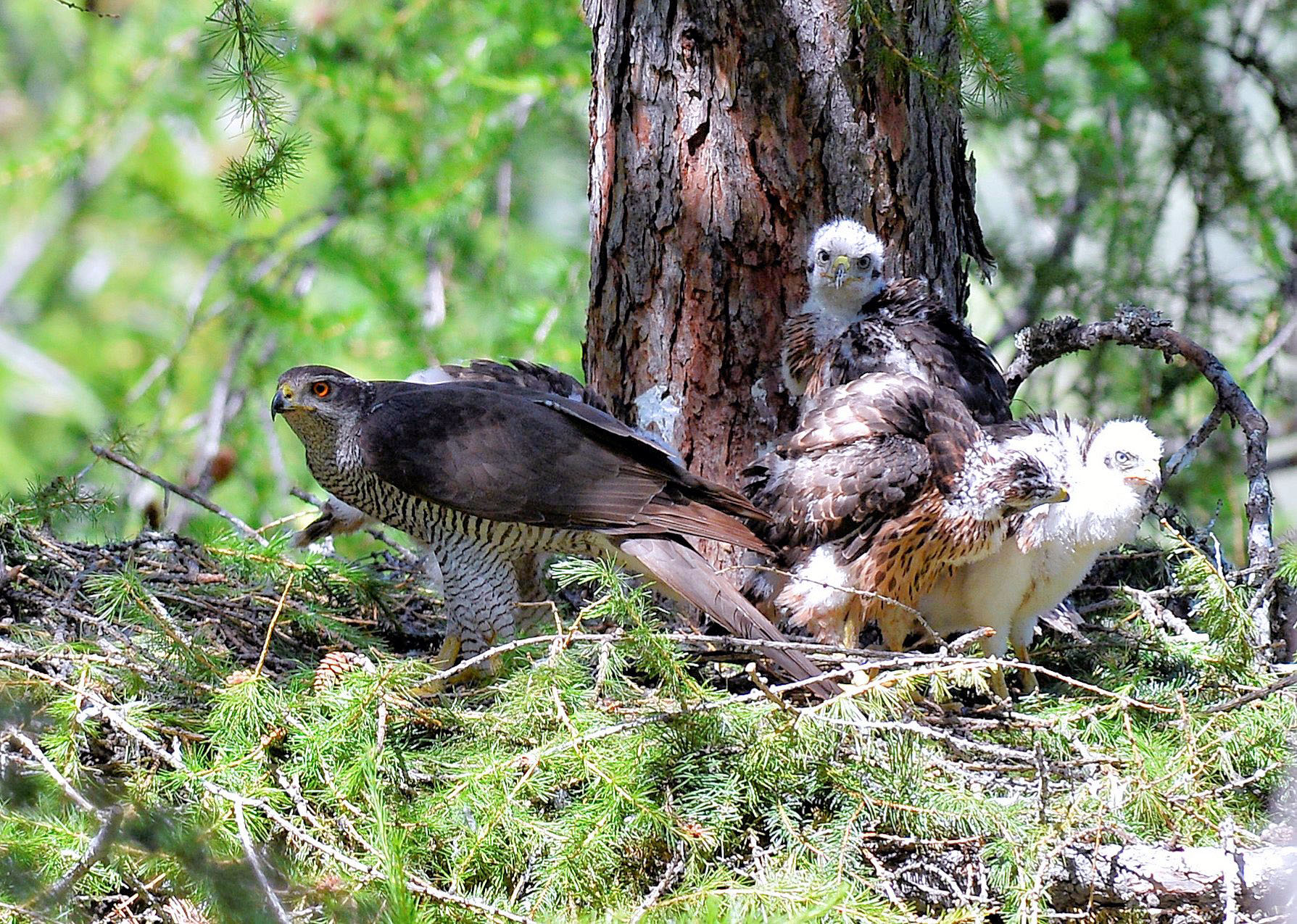 astore prime piume colorate