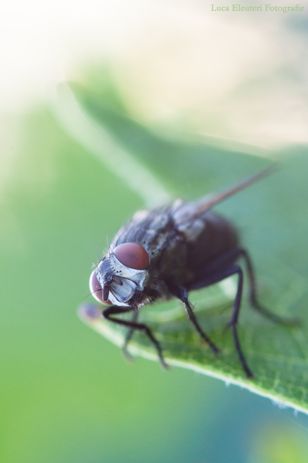 Macro fly
