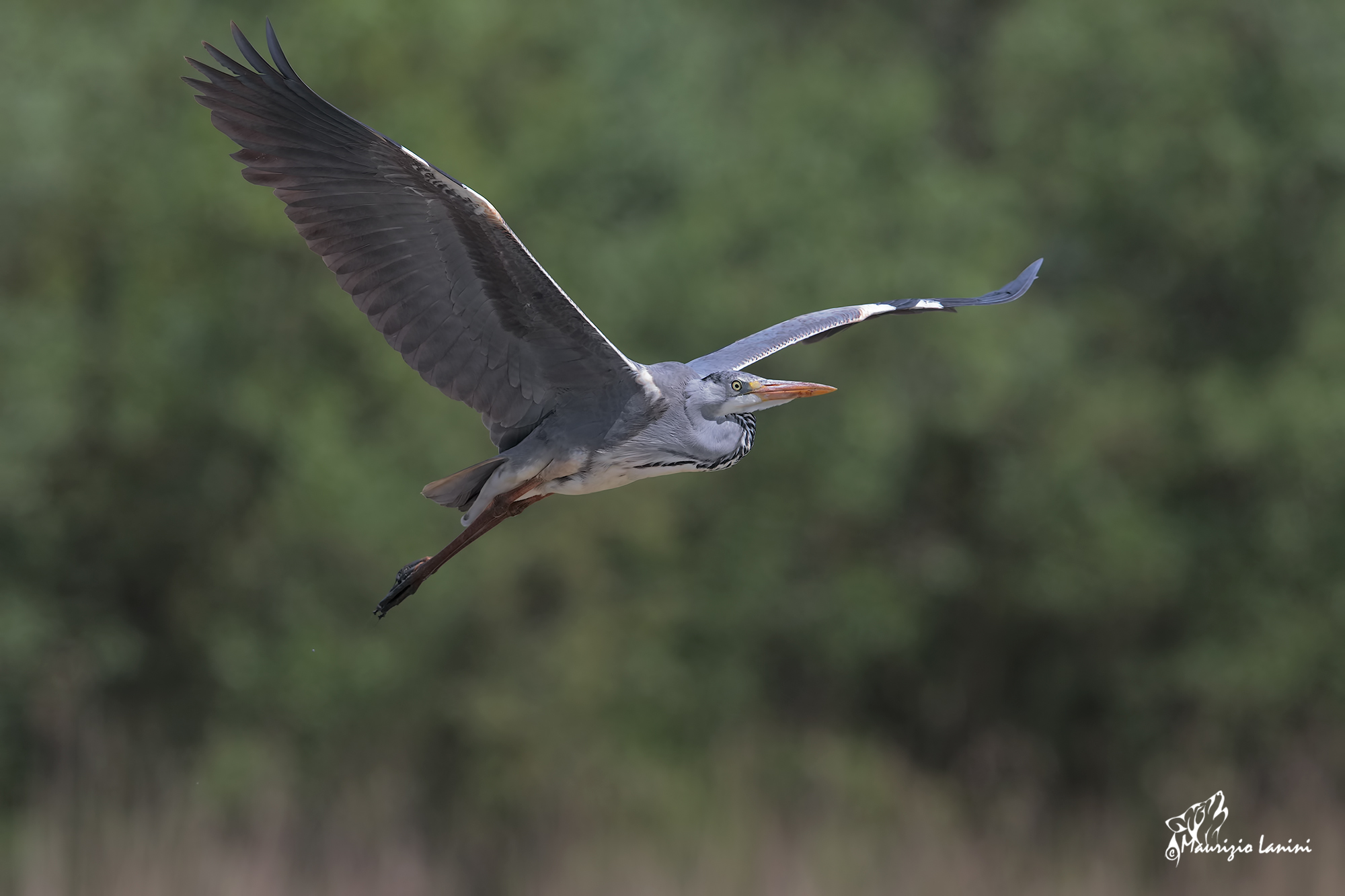 Airone cenerino ( HD)