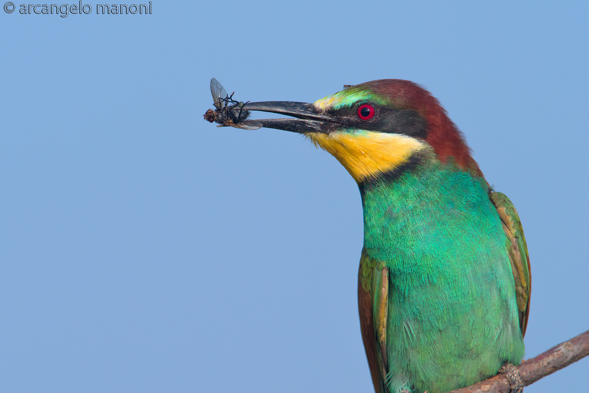Un moscone a colazione