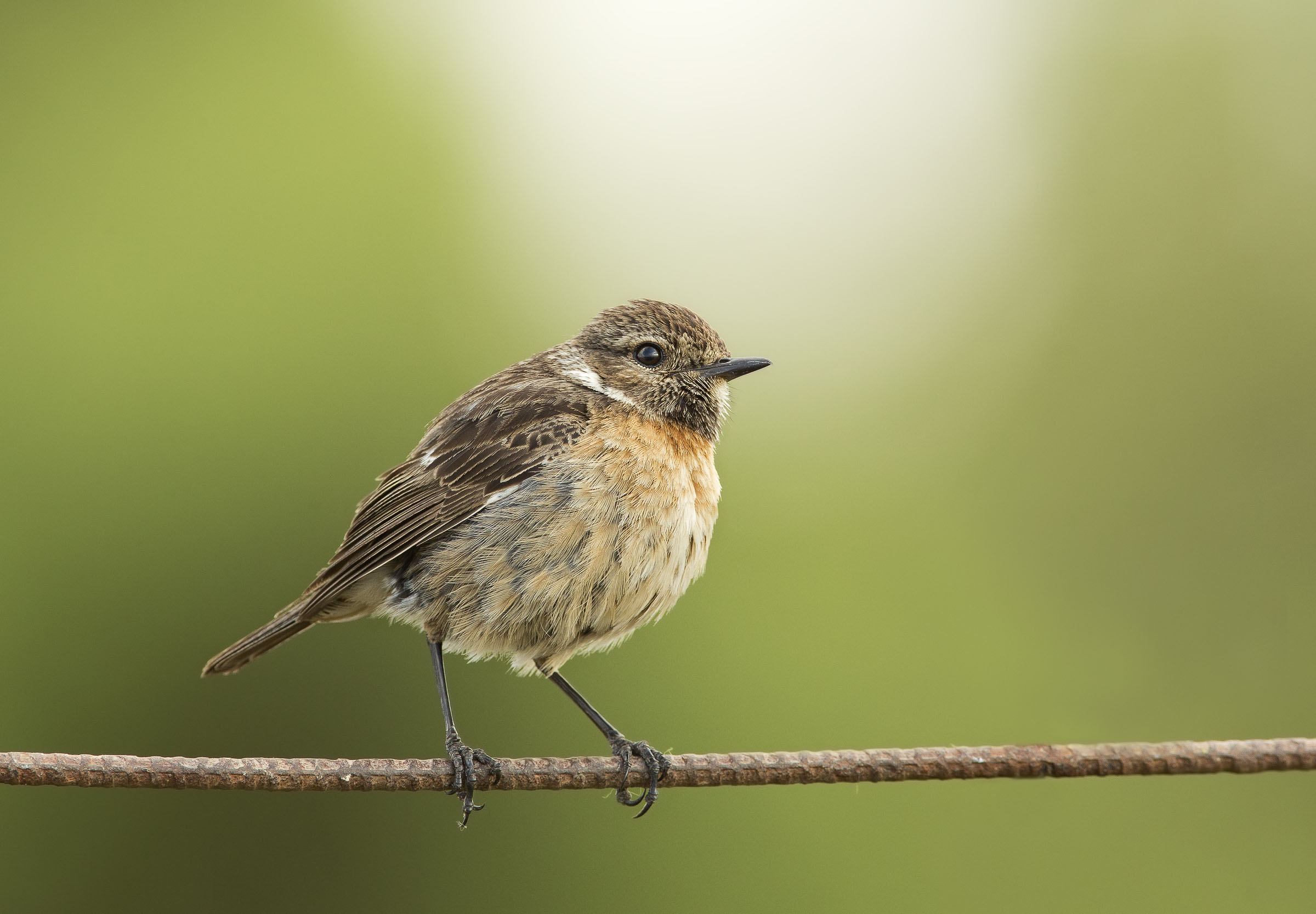 luce su saltimpalo (saxicola torquatus)