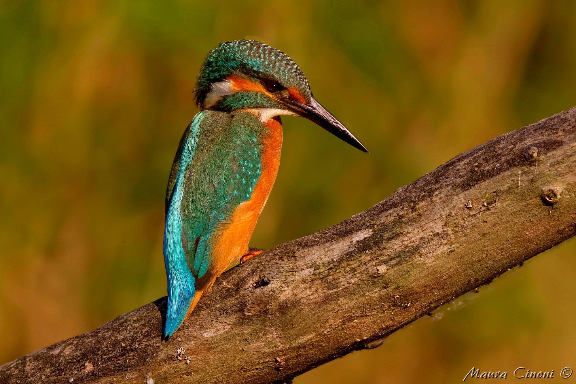 Kingfisher