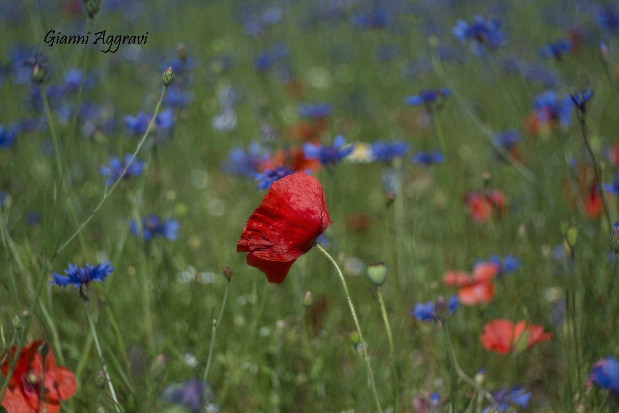 Il Principe di Castelluccio