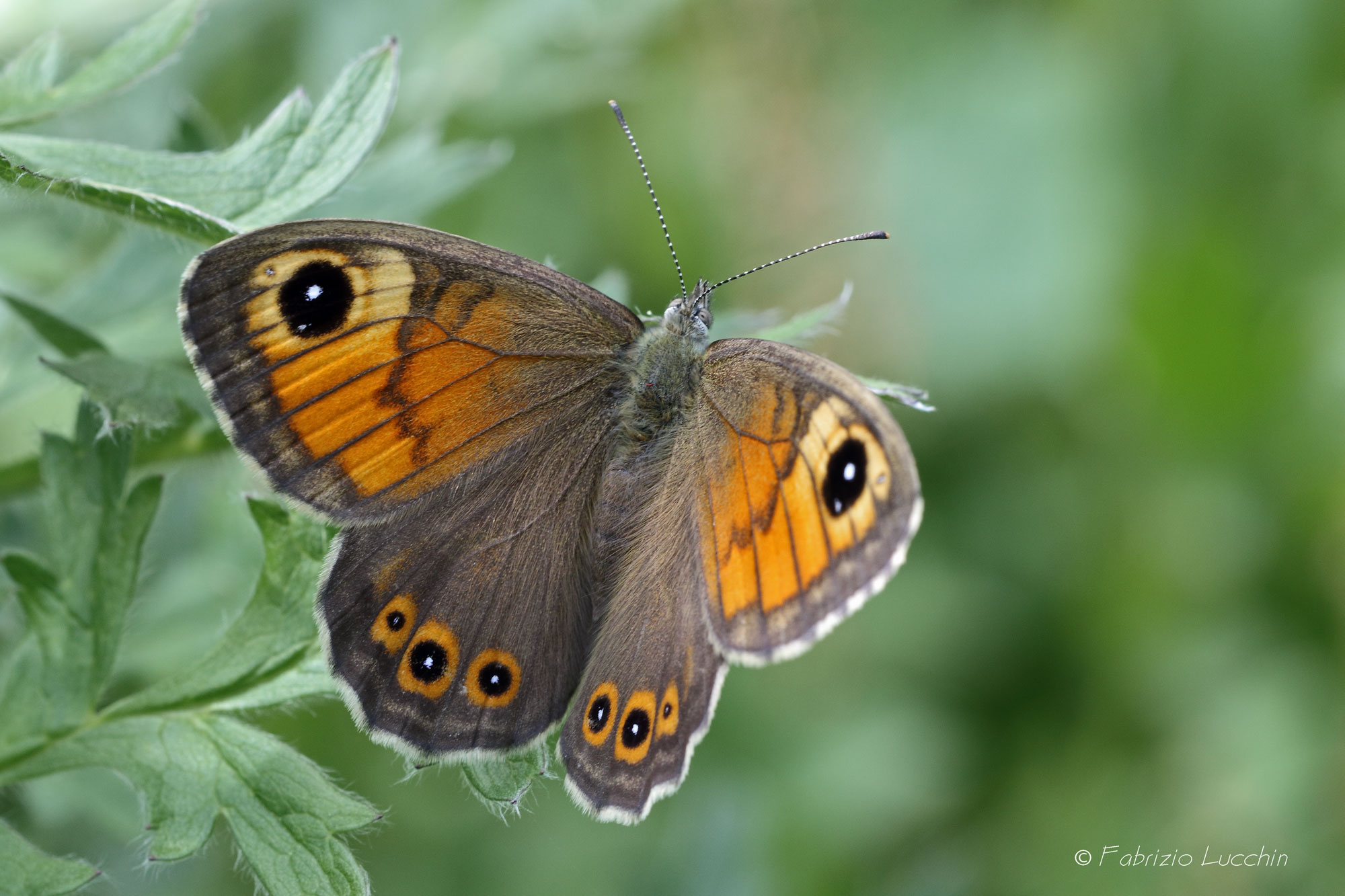 Lasiommata maera female