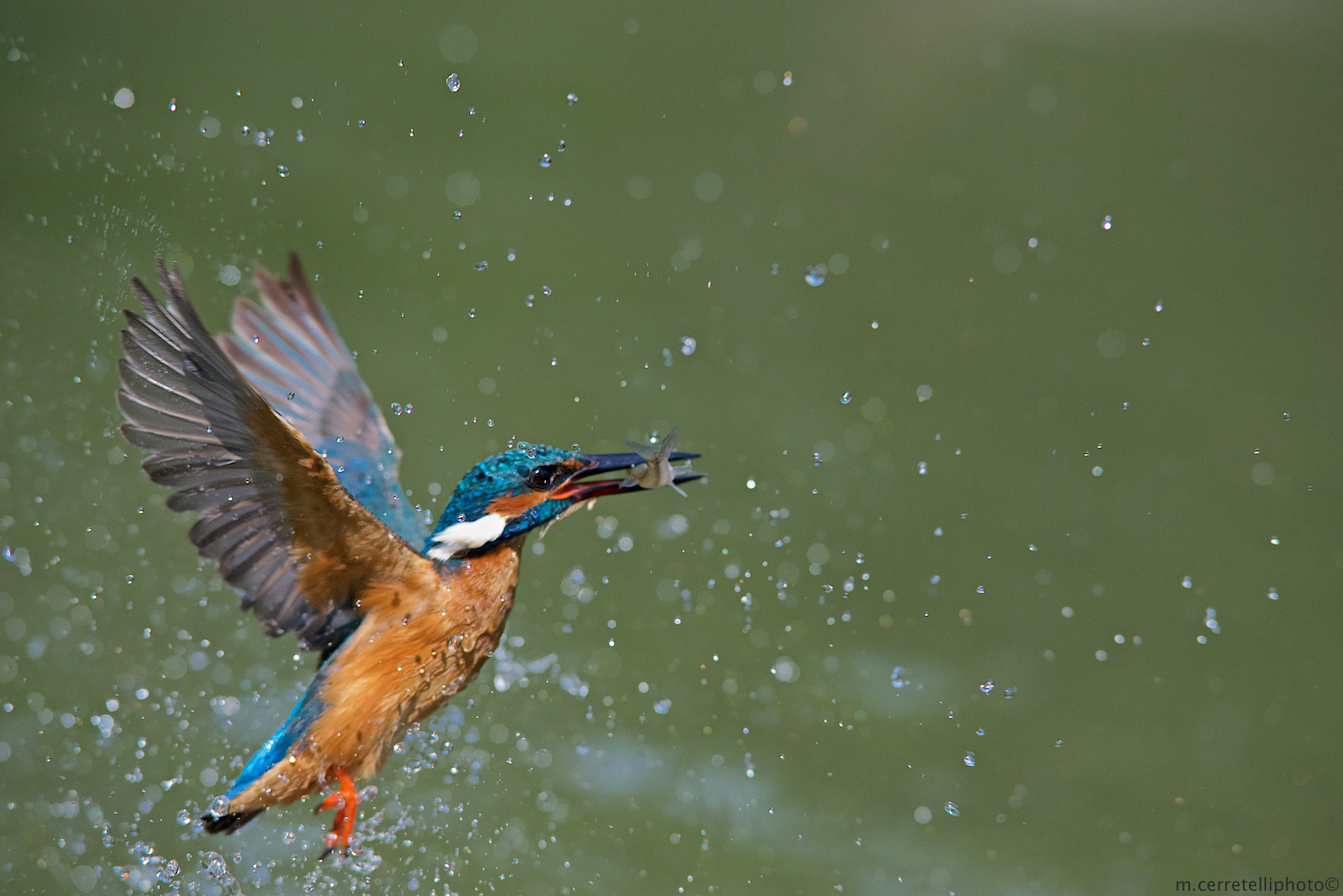 kingfisher