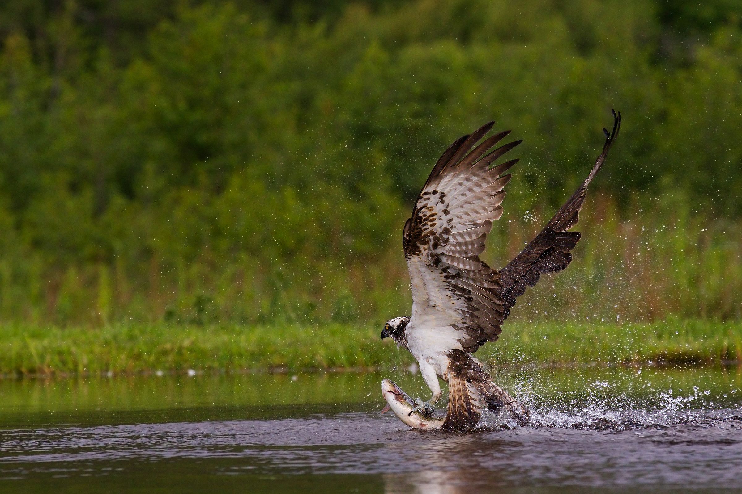 Fish-surfing Osprey