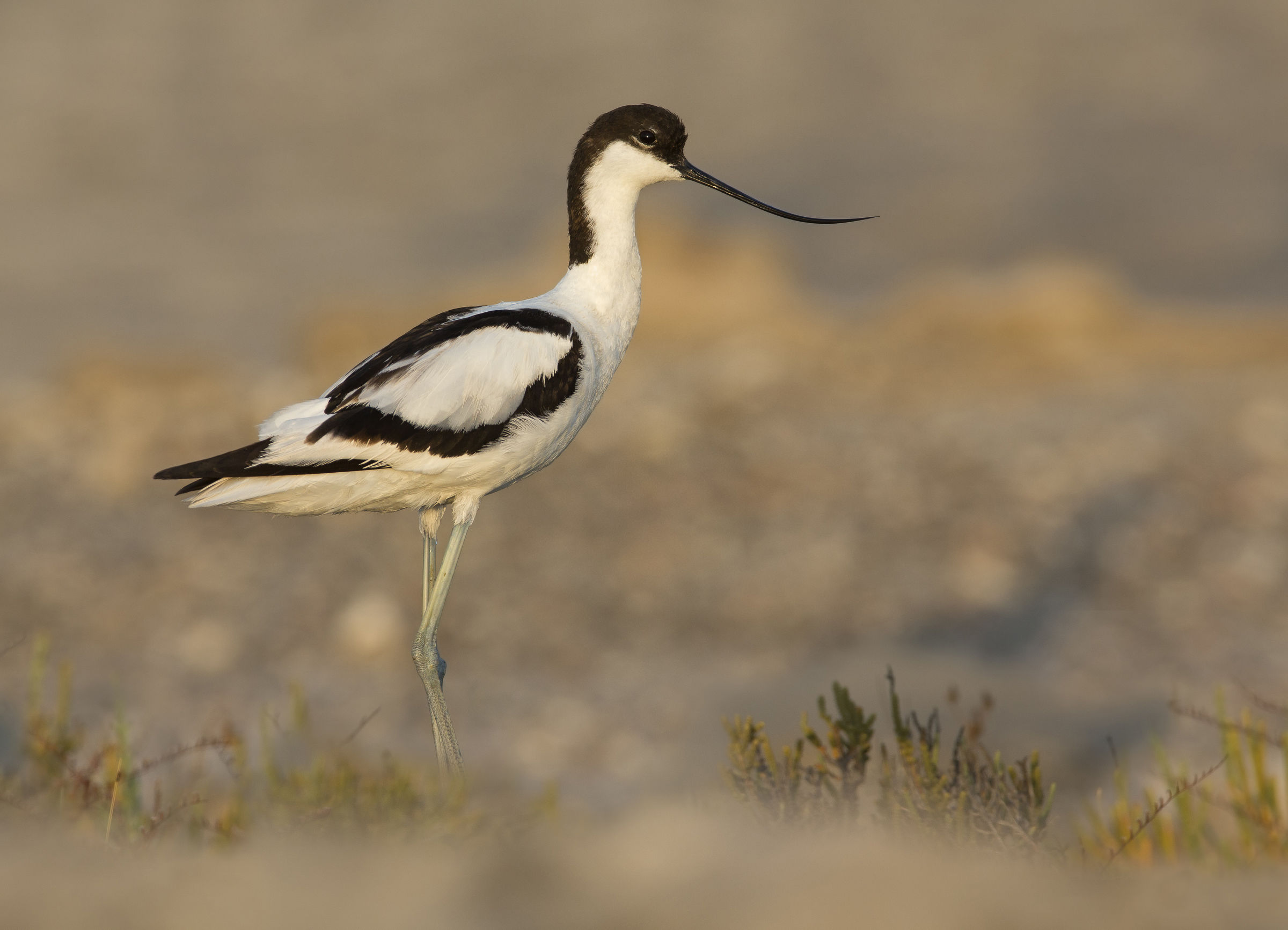 avocetta (recurvirostra avosetta) al tramonto