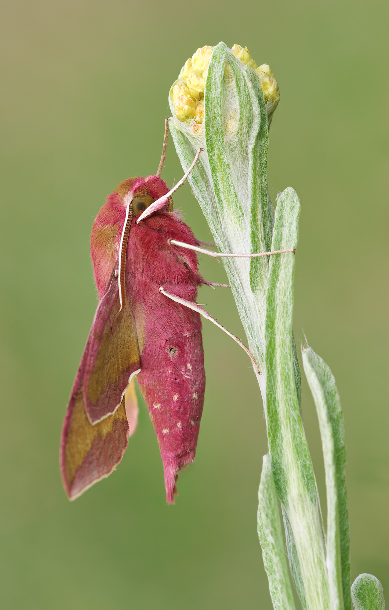 Deilephila porcellus