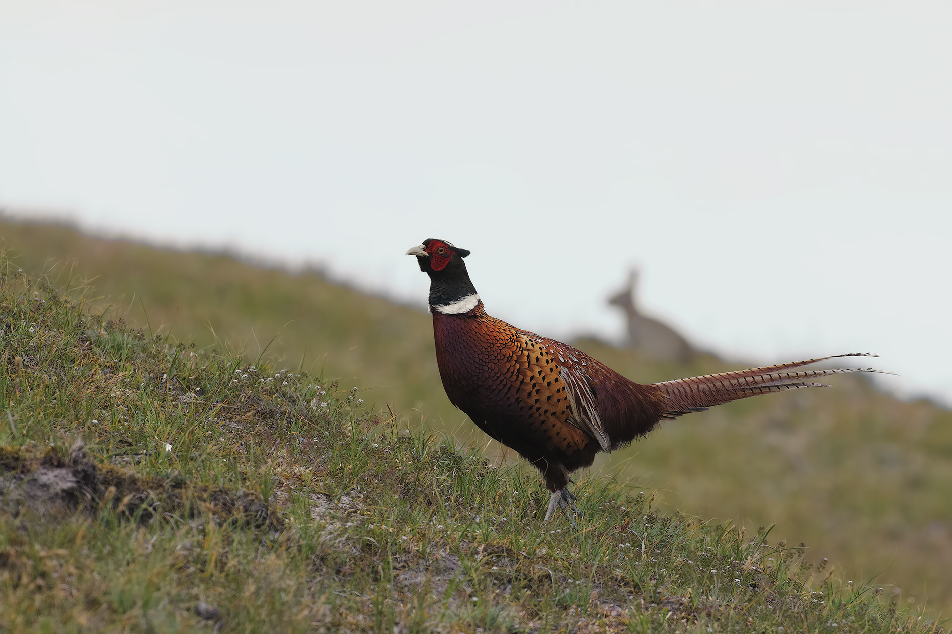 pheasant and hare
