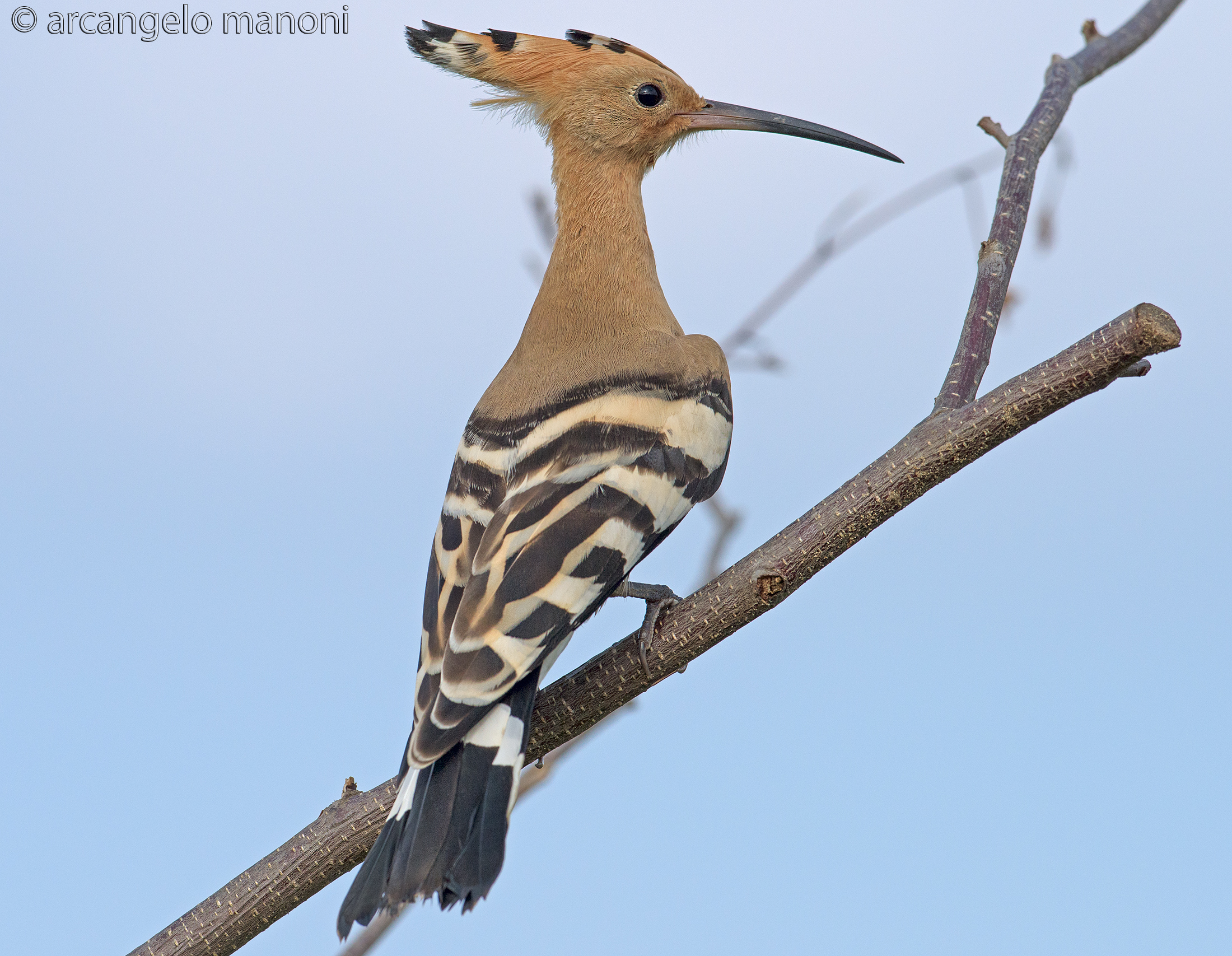 hoopoe 10