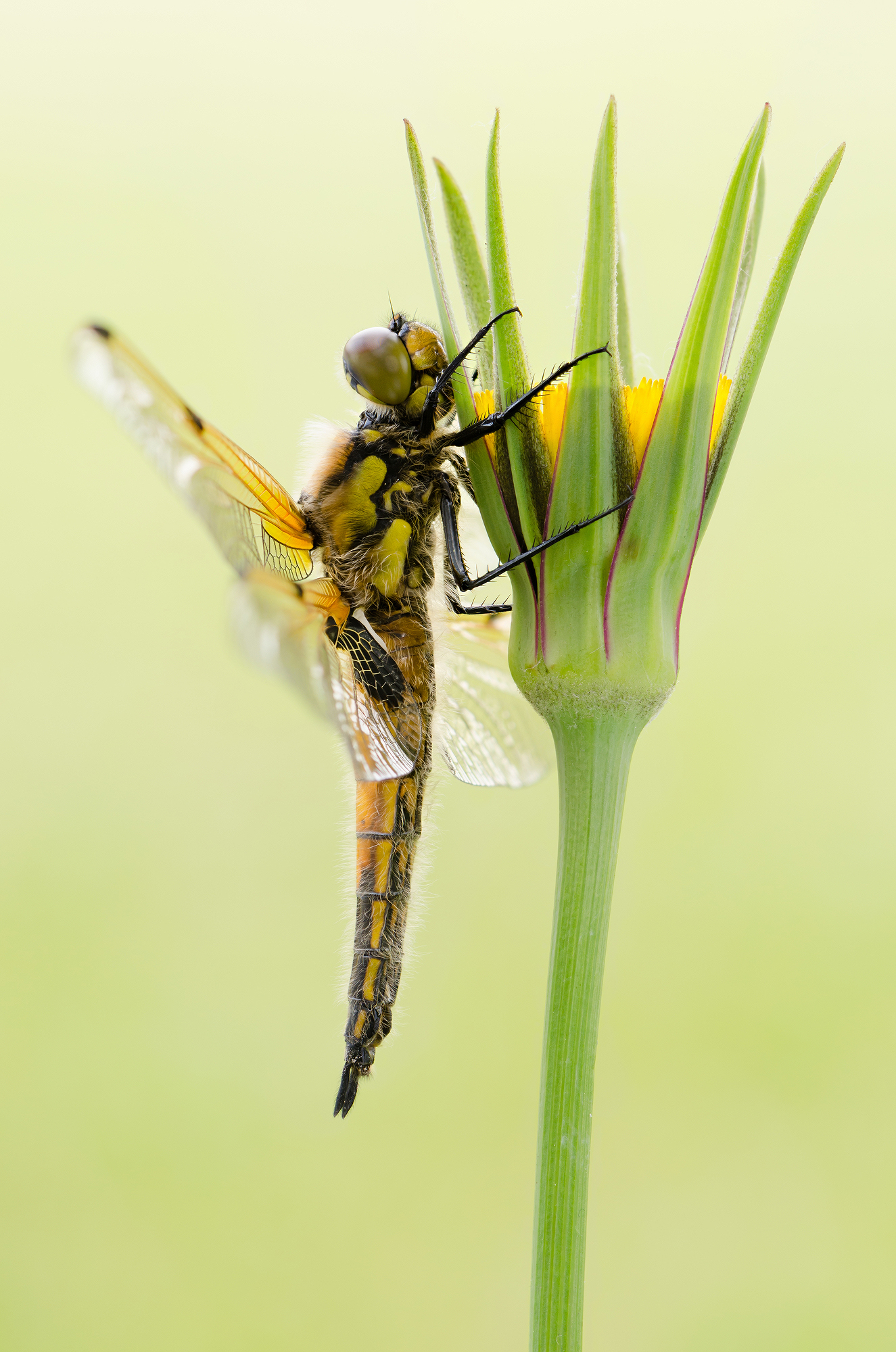 Libellula quadrimaculata