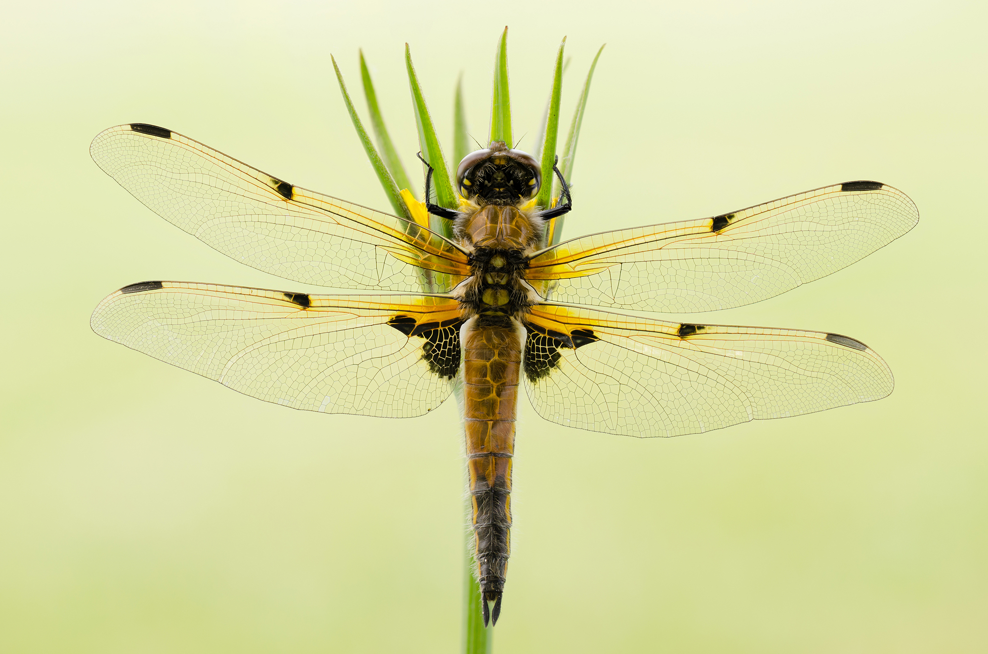 Libellula quadrimaculata